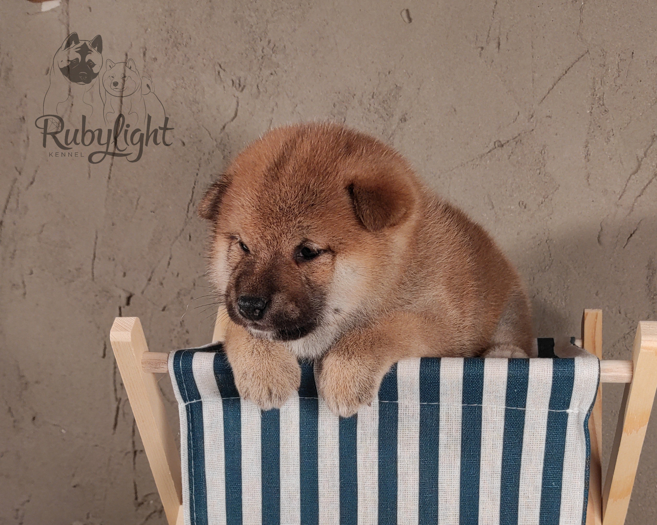 Rubylight Chili pepper сиба питомник Рубилайт 