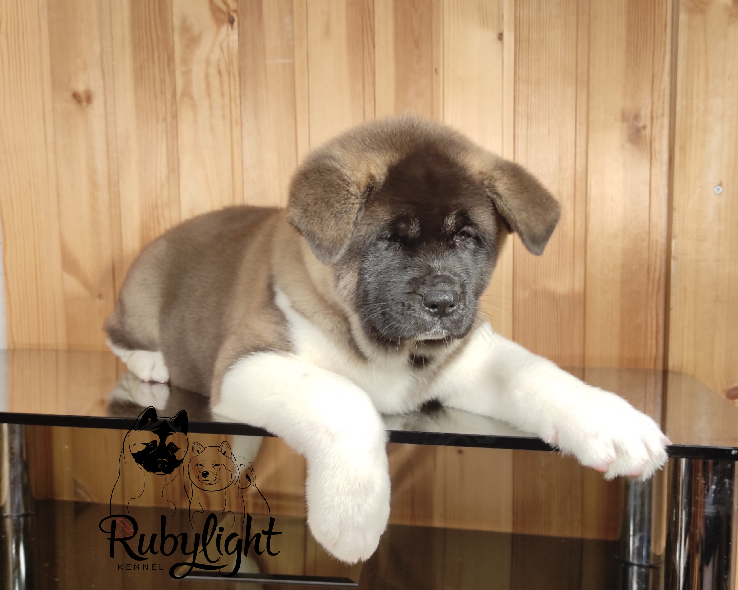 Американская акита Rubylight Sweet dream (RUBYLIGHT BIYA & Dilinze's Hause Orion)