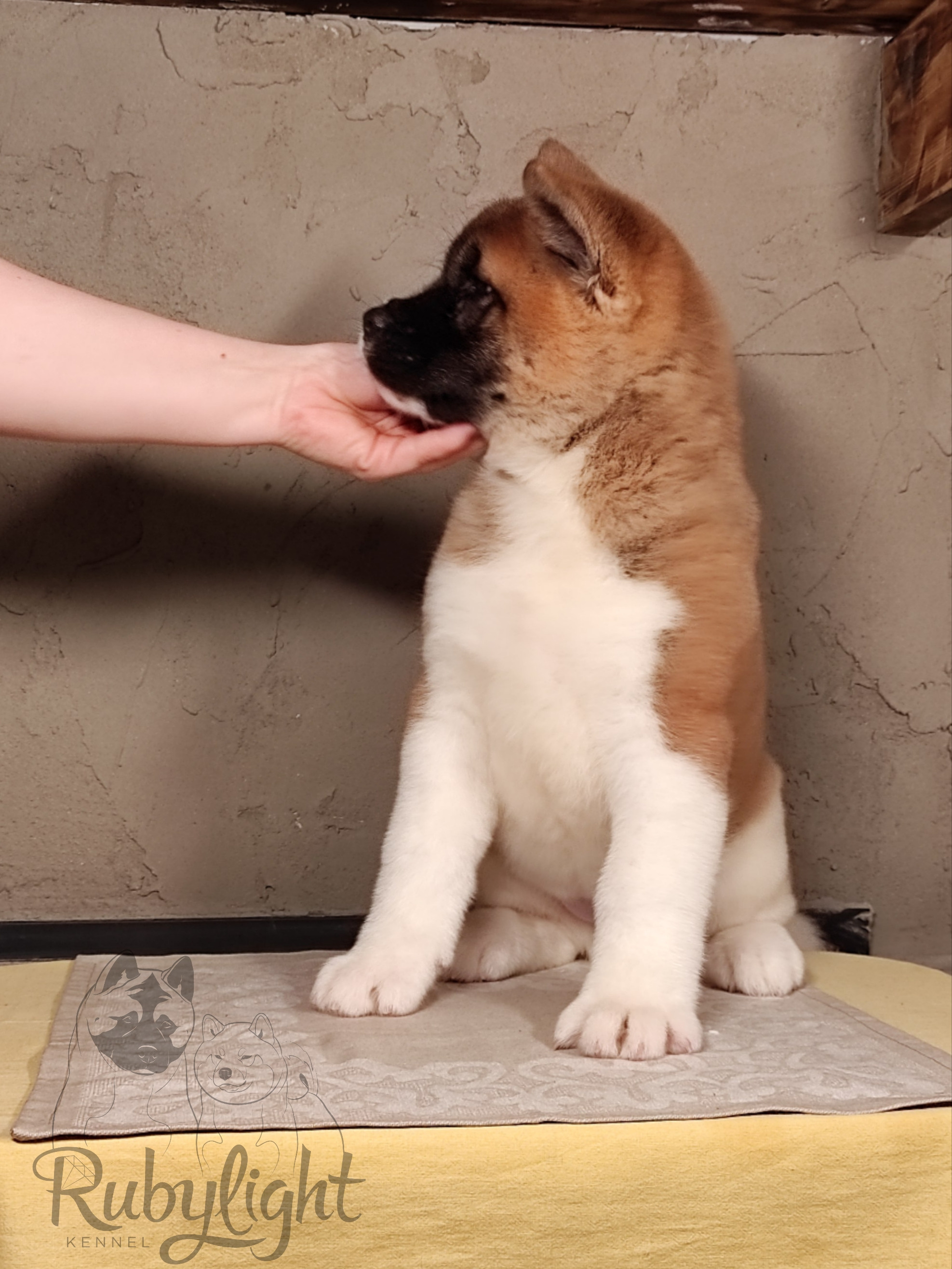 щенки Акита американская купить санкт-петербург питомник RUBYLIGHT BIYA & Dilinze's Hause Orion