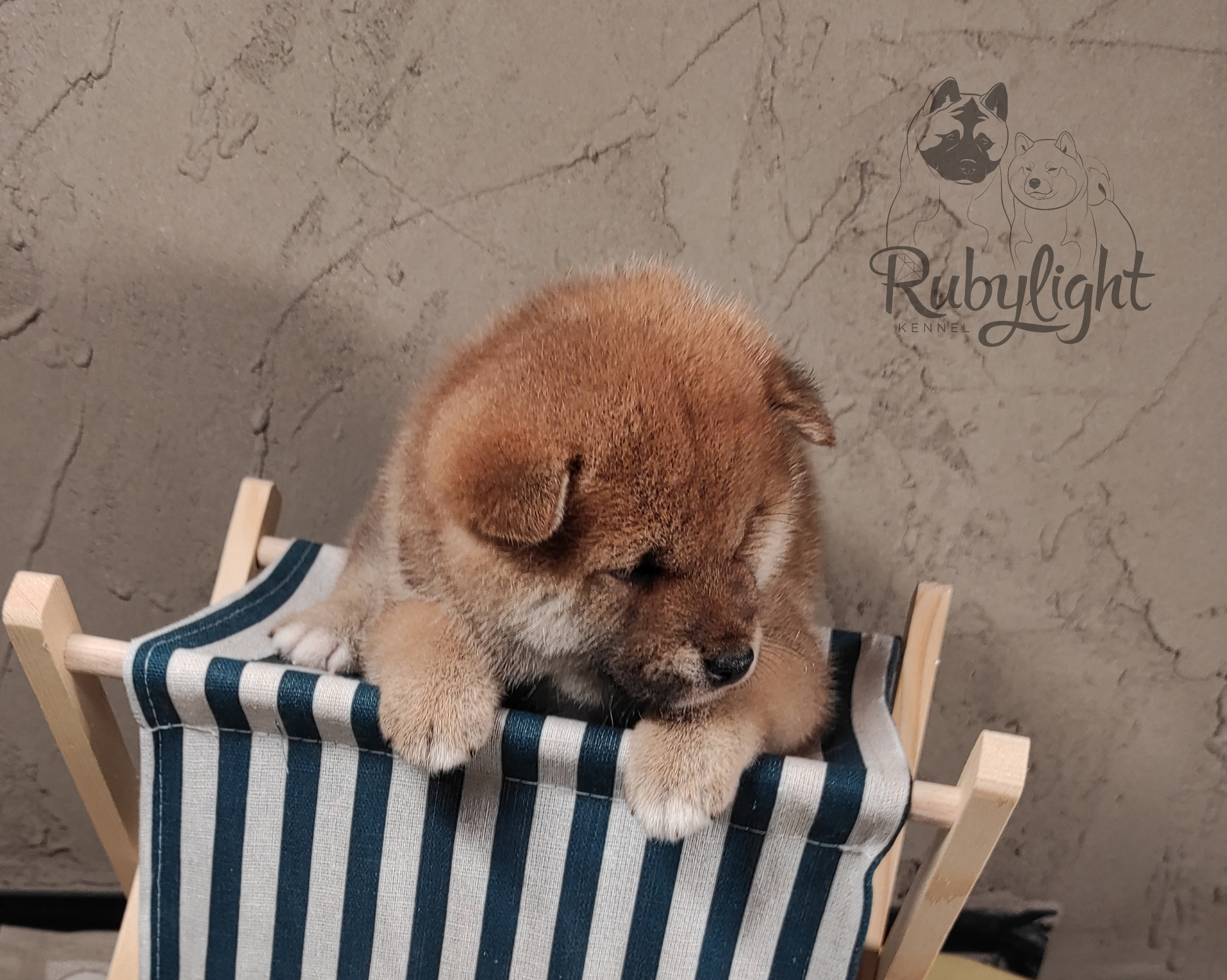 Rubylight Chester сиба питомник Рубилайт 