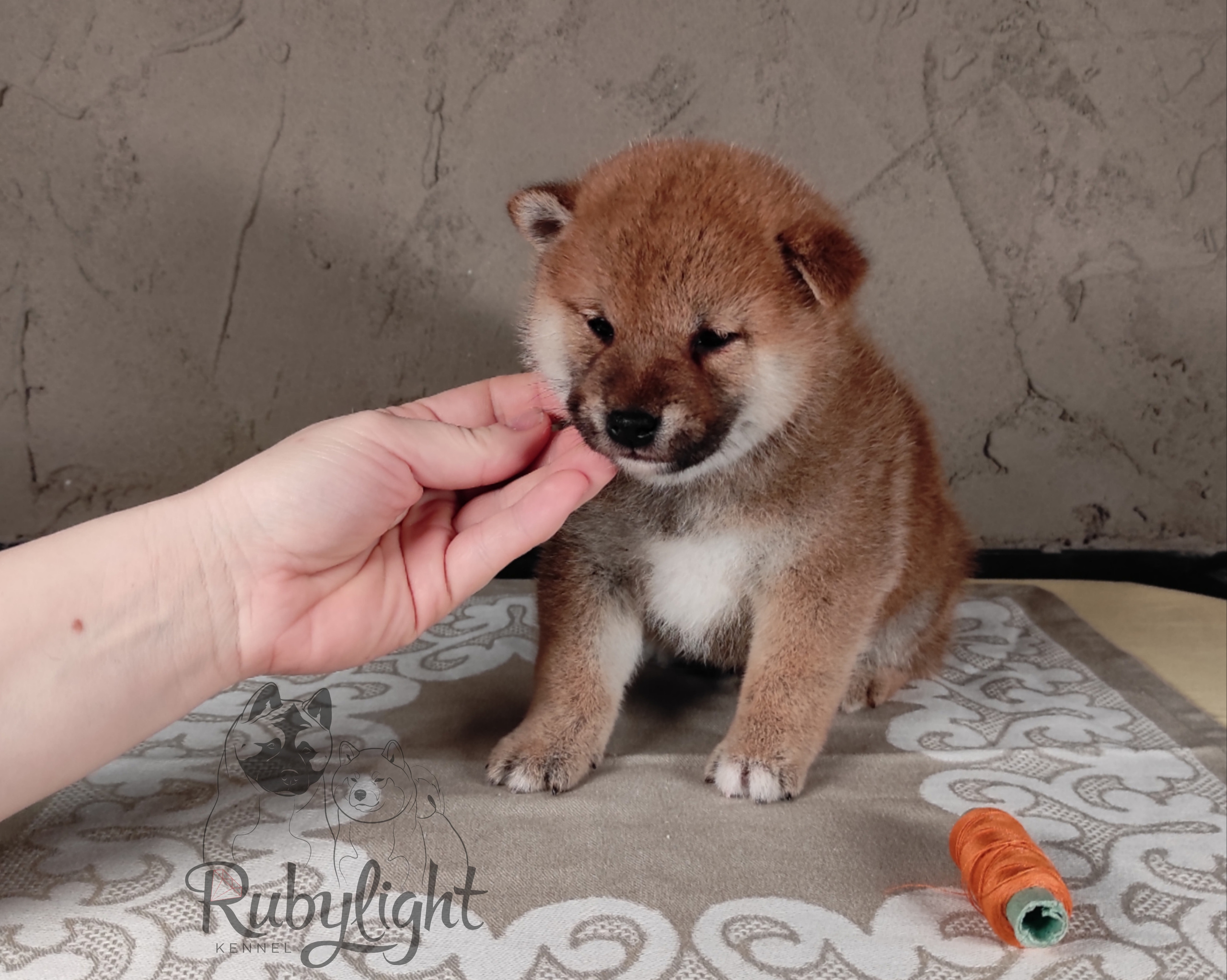 Rubylight Chester сиба питомник Рубилайт 