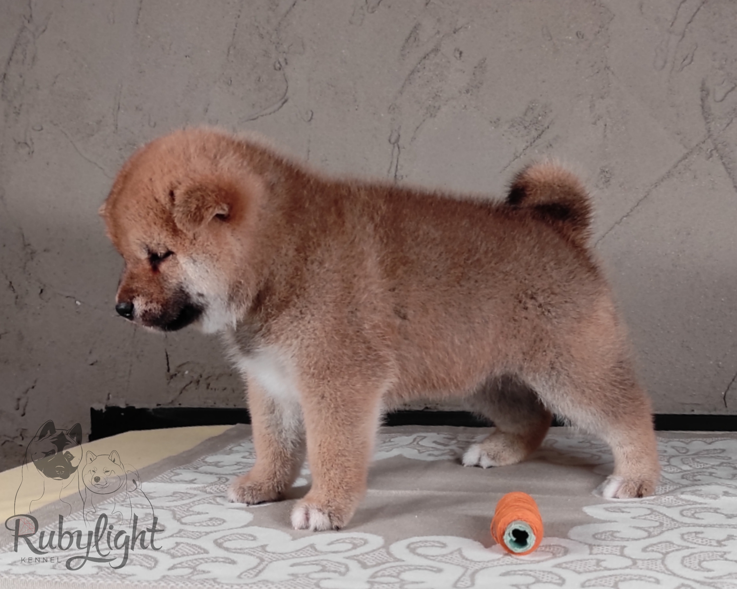 Rubylight Chester сиба питомник Рубилайт 