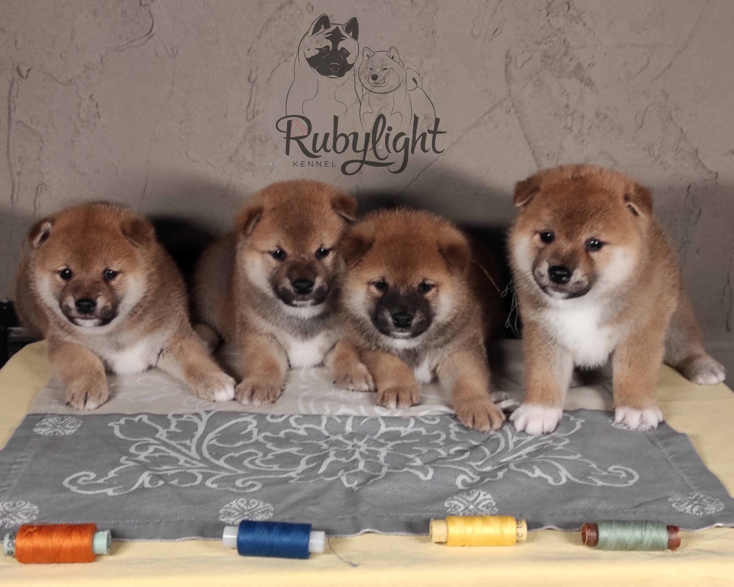 Помет Ch от 07.01.2023 сиба питомник Рубилайт щенки на продажу rubylight 