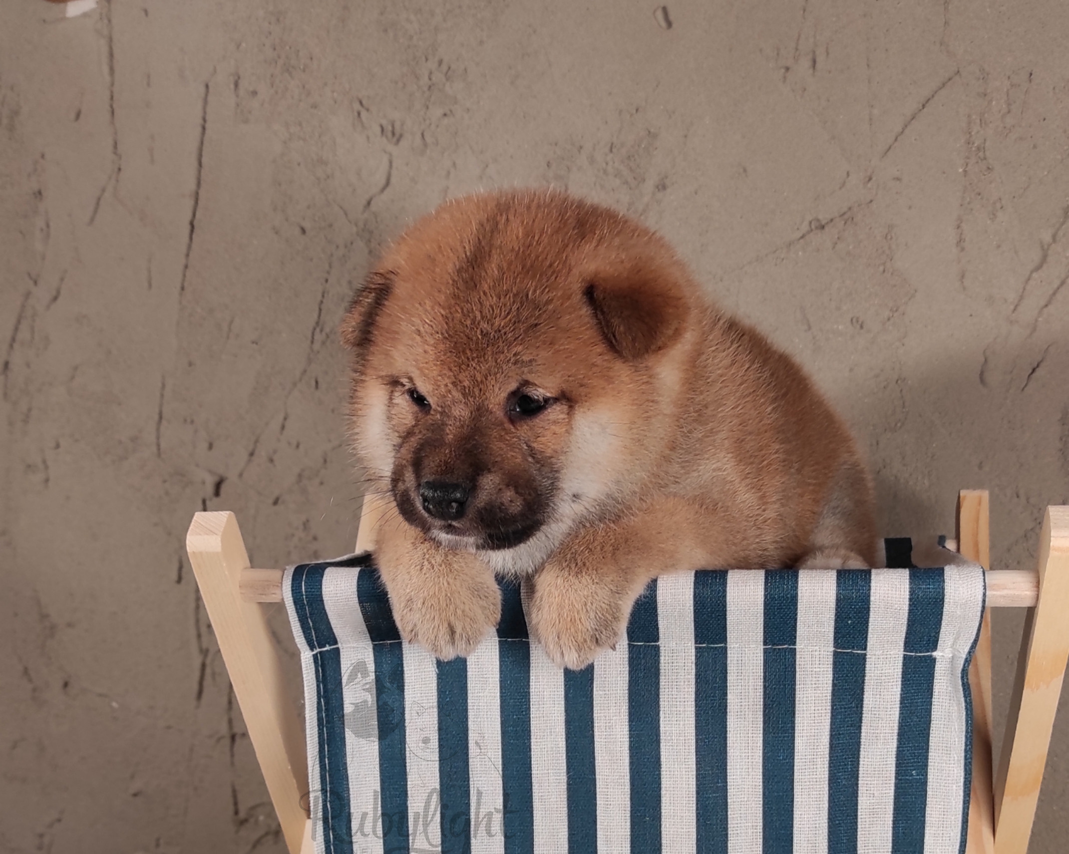 Rubylight Chili pepper сиба питомник Рубилайт 