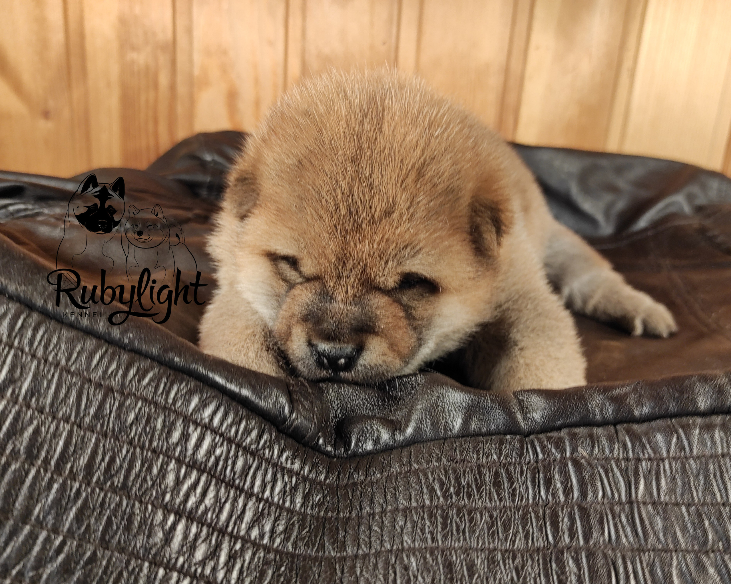 RUBYLIGHT TIFFANY сиба питомник Рубилайт щенки на продажу rubylight  сиба щенки купить