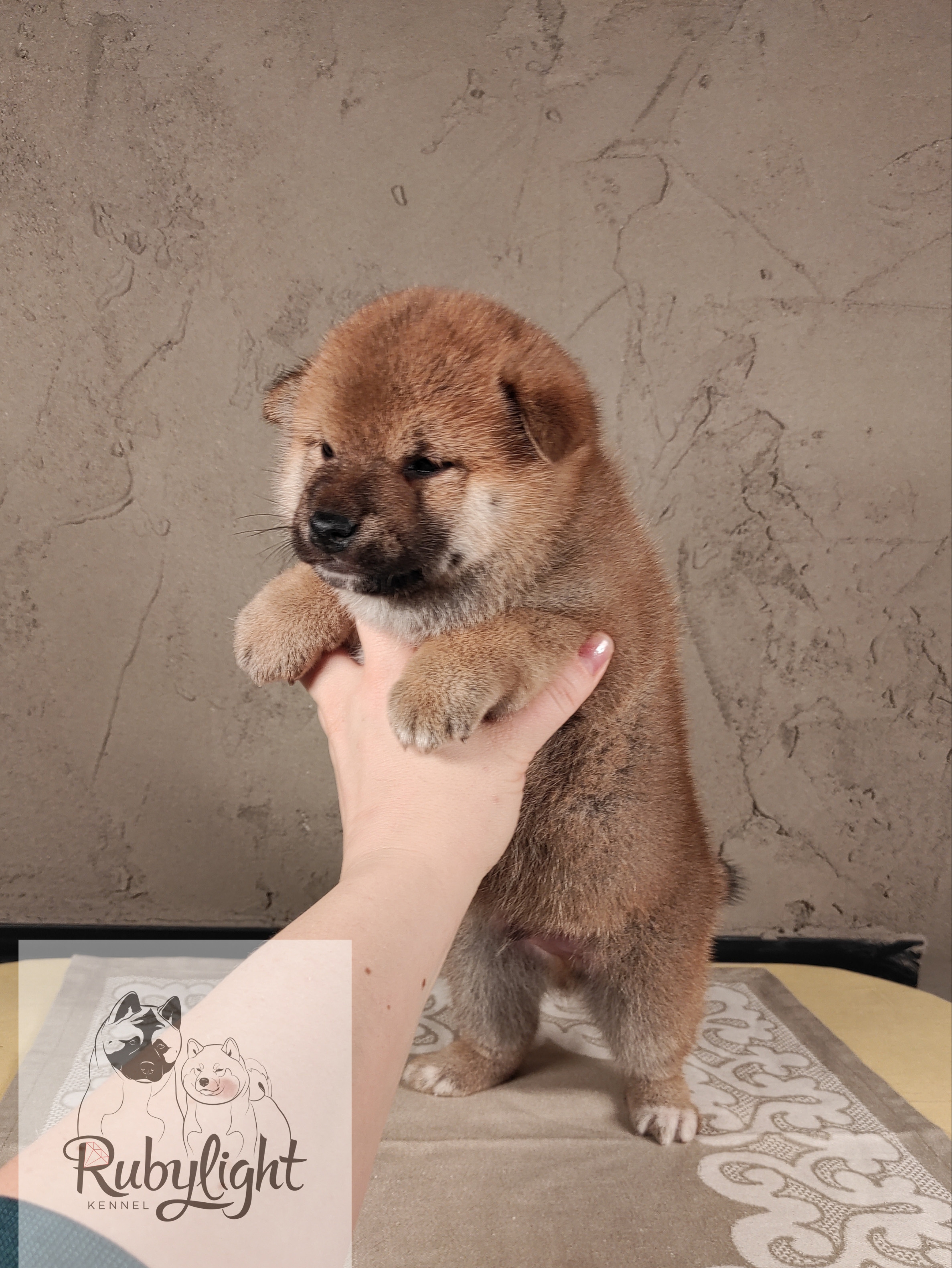 Rubylight Chili pepper сиба питомник Рубилайт 