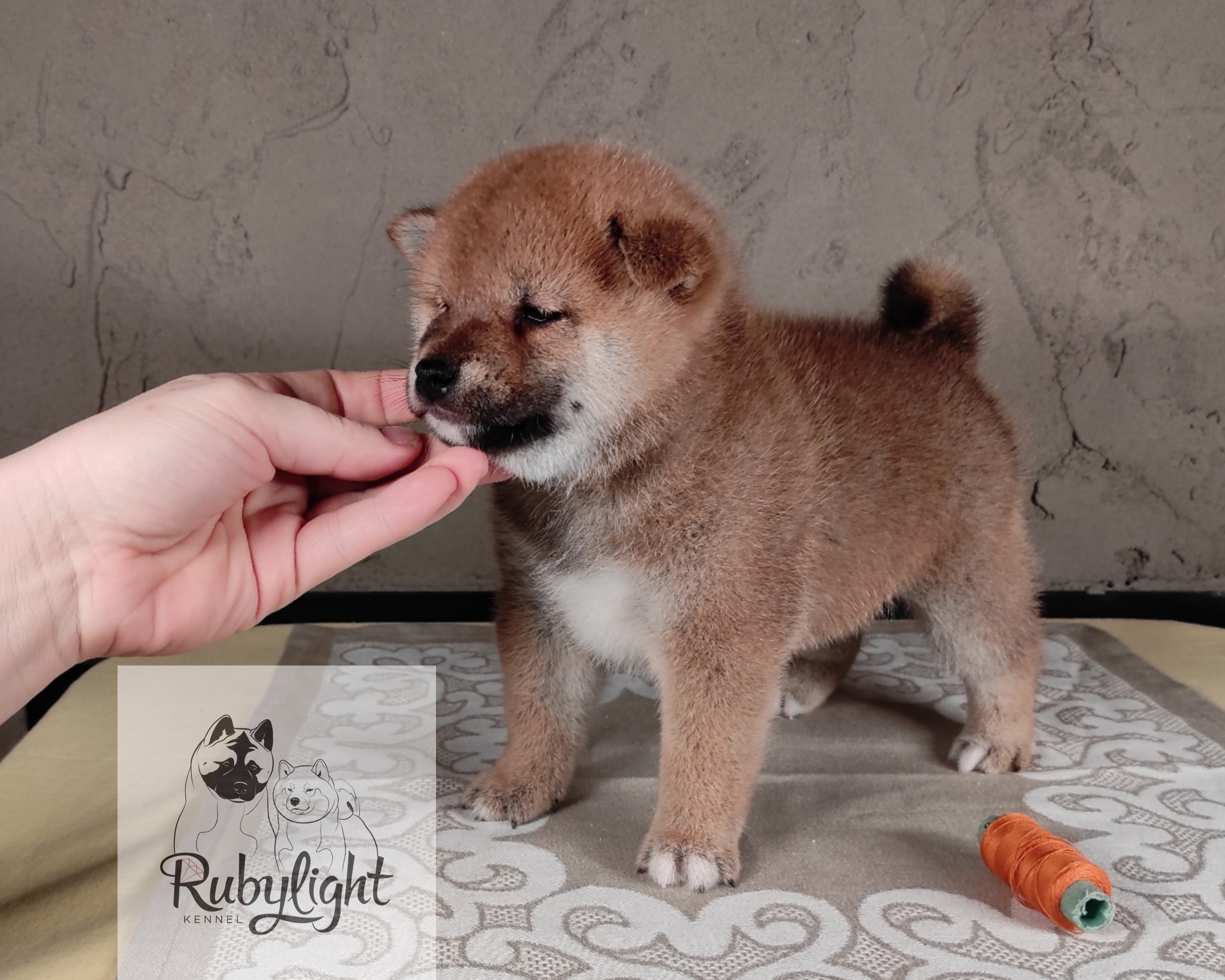 Rubylight Chester сиба питомник Рубилайт 