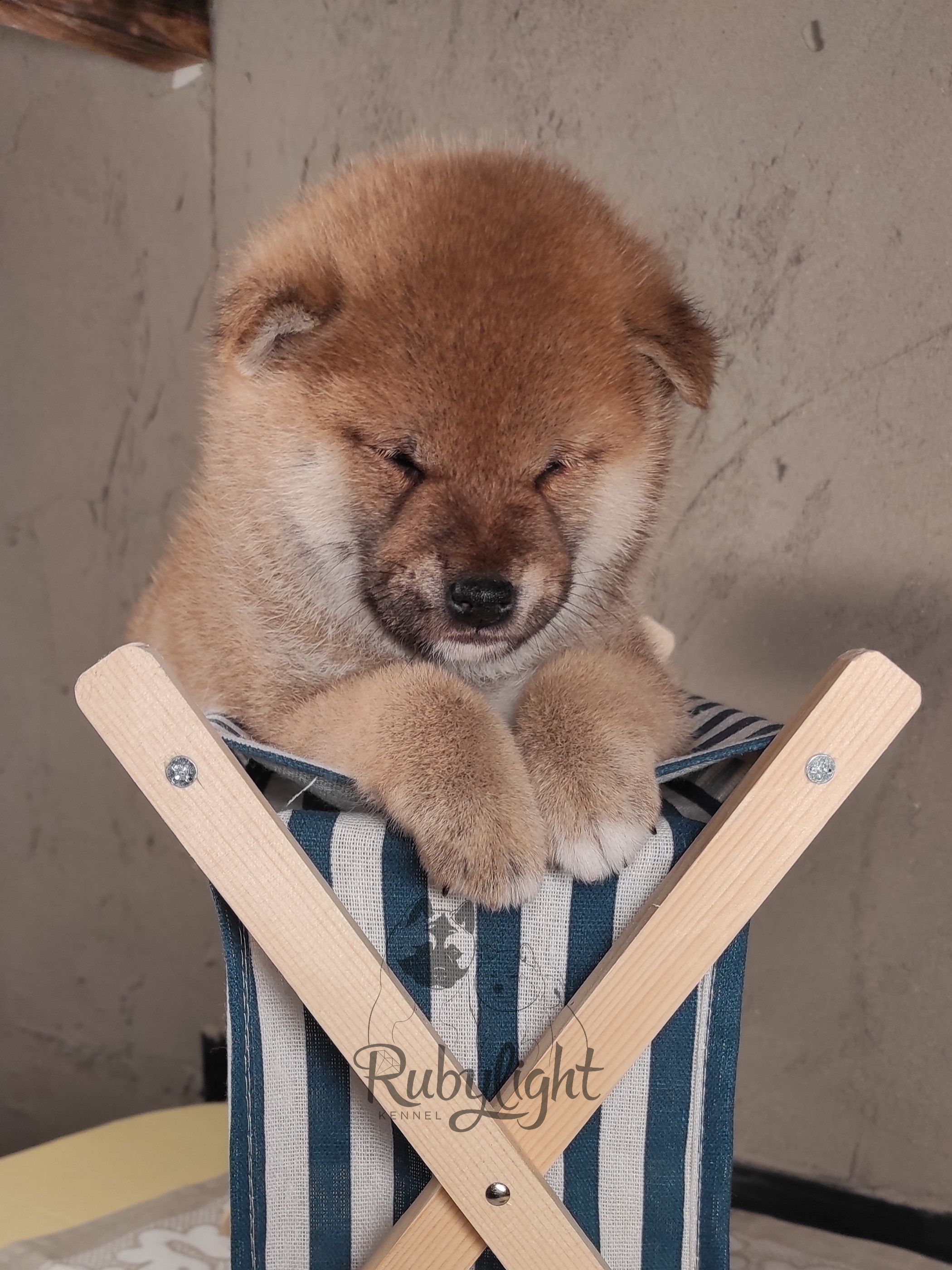 Rubylight Chester сиба питомник Рубилайт 