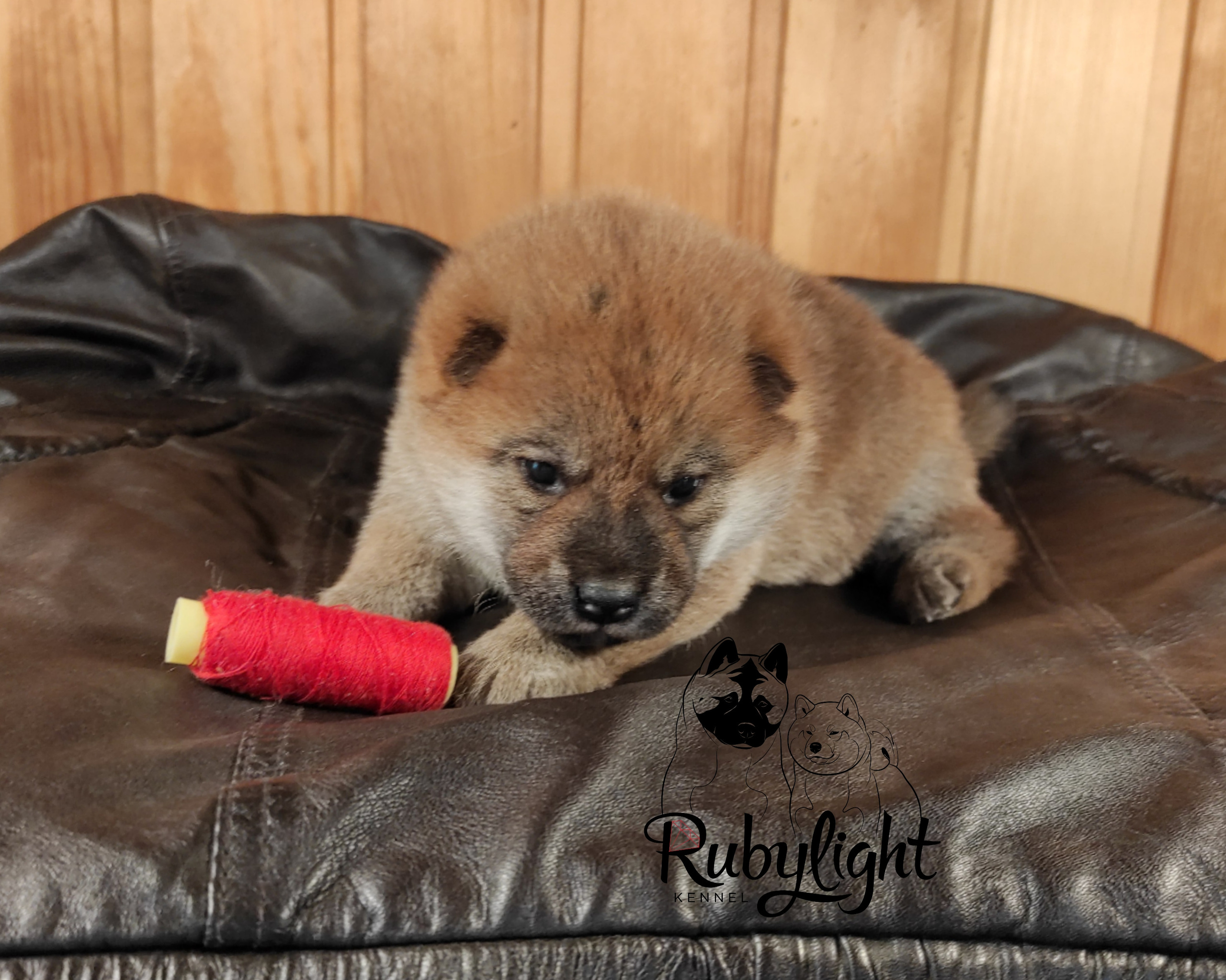 RUBYLIGHT TIFFANY сиба питомник Рубилайт щенки на продажу rubylight  сиба щенки купить