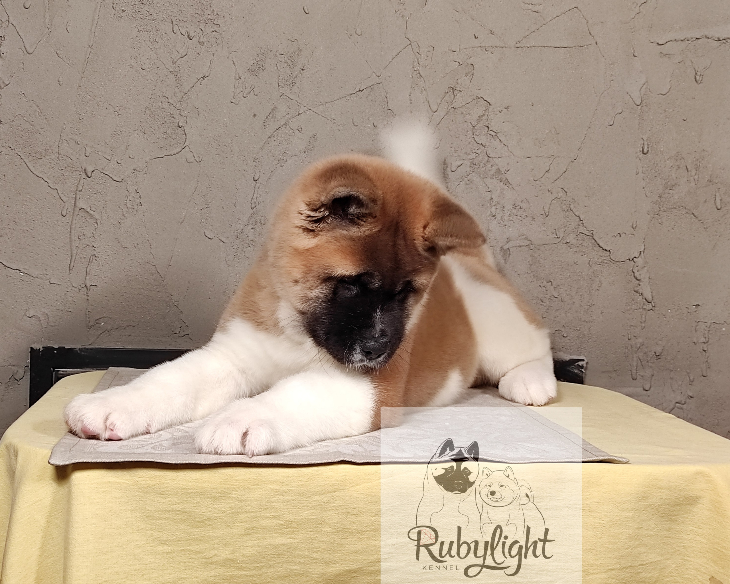 щенки Акита американская купить санкт-петербург питомник RUBYLIGHT BIYA & Dilinze's Hause Orion