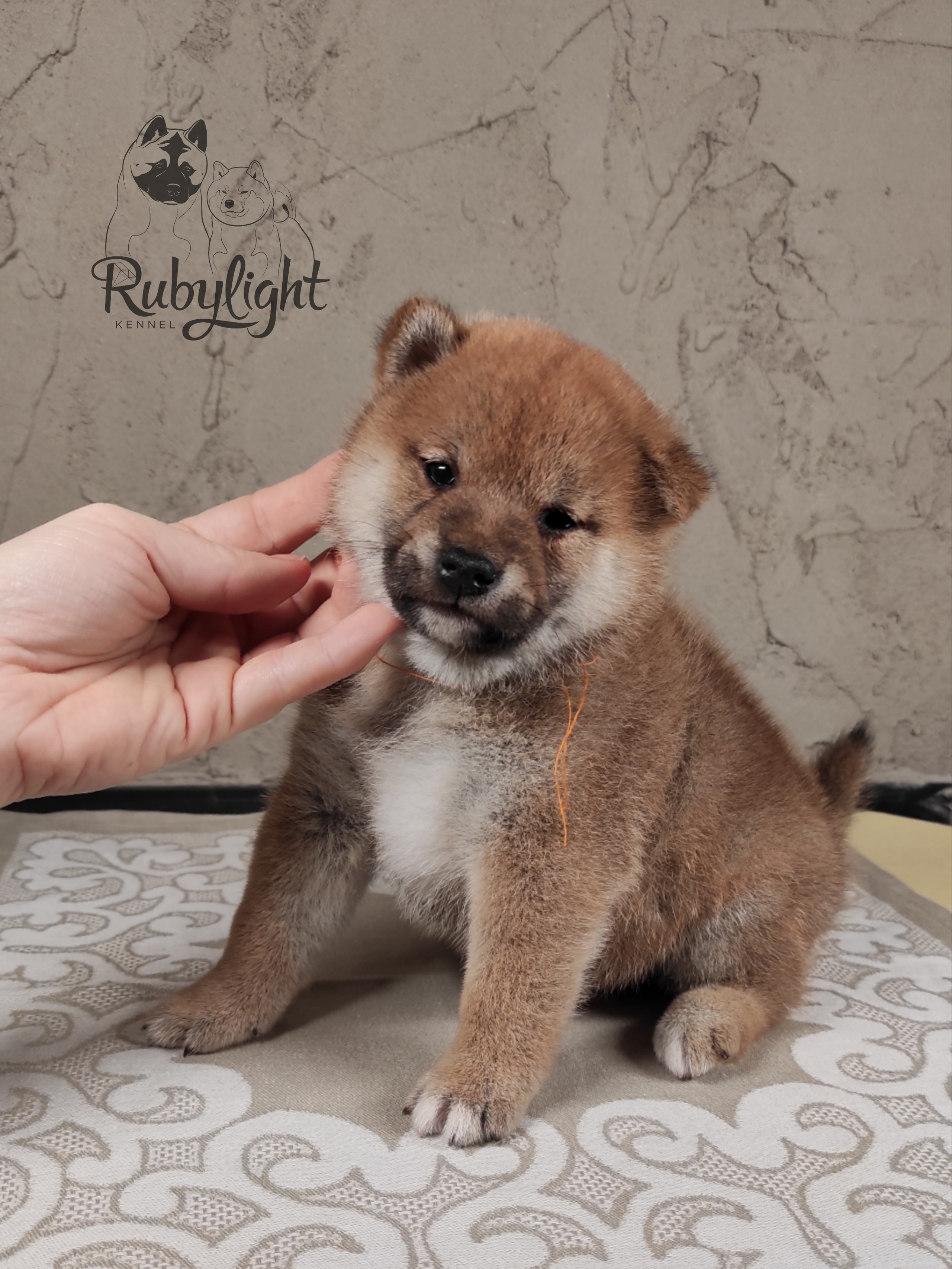 Rubylight Chester сиба питомник Рубилайт 