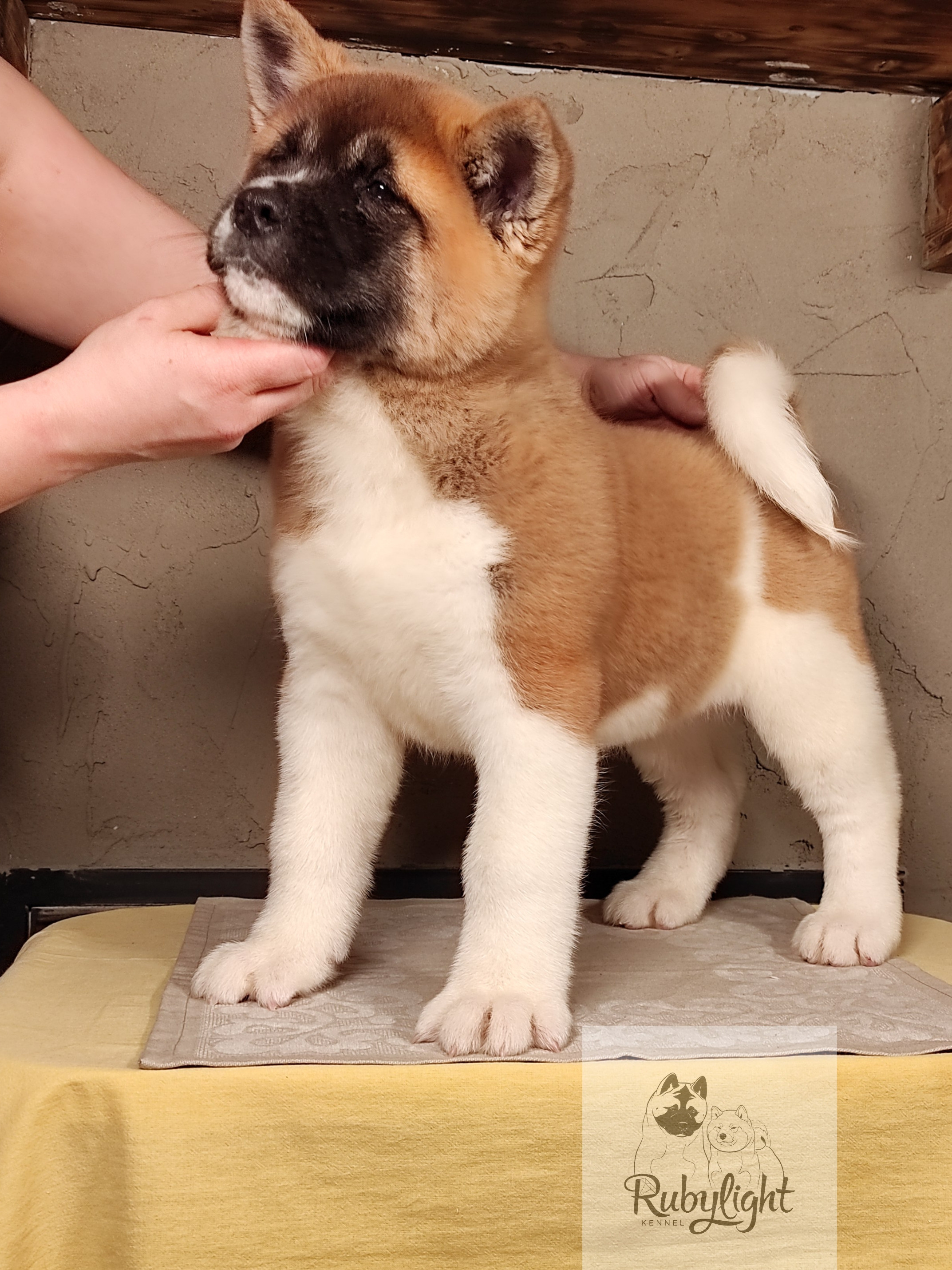 щенки Акита американская купить санкт-петербург питомник RUBYLIGHT BIYA & Dilinze's Hause Orion