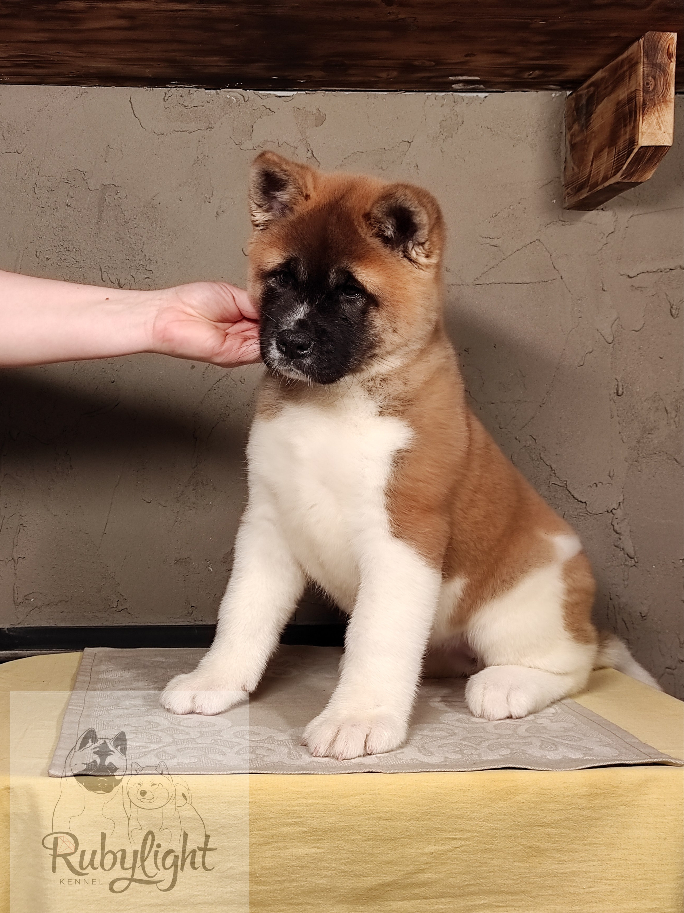 щенки Акита американская купить санкт-петербург питомник RUBYLIGHT BIYA & Dilinze's Hause Orion