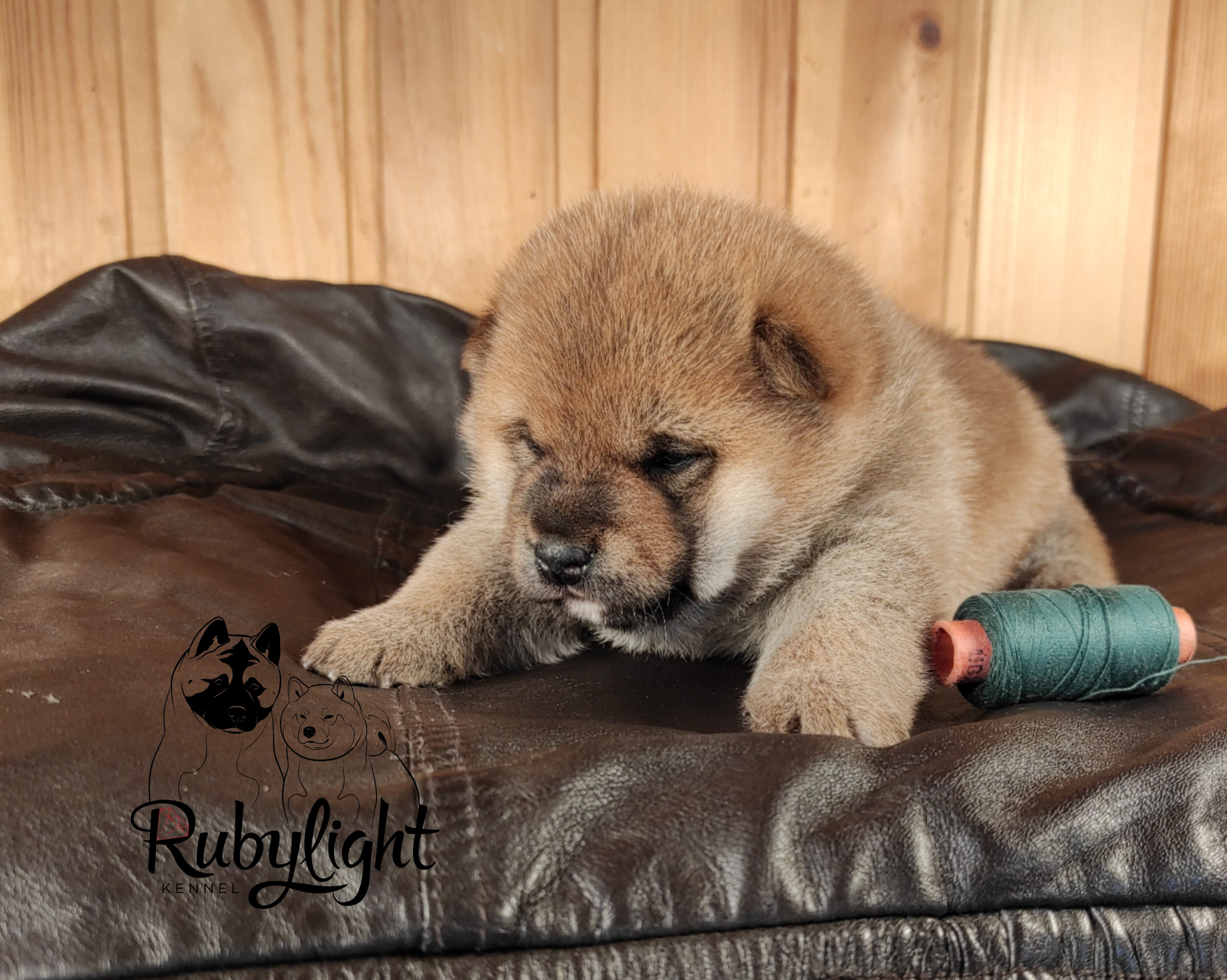 Сиба RUBYLIGHT Taddeus питомник Рубилайт 