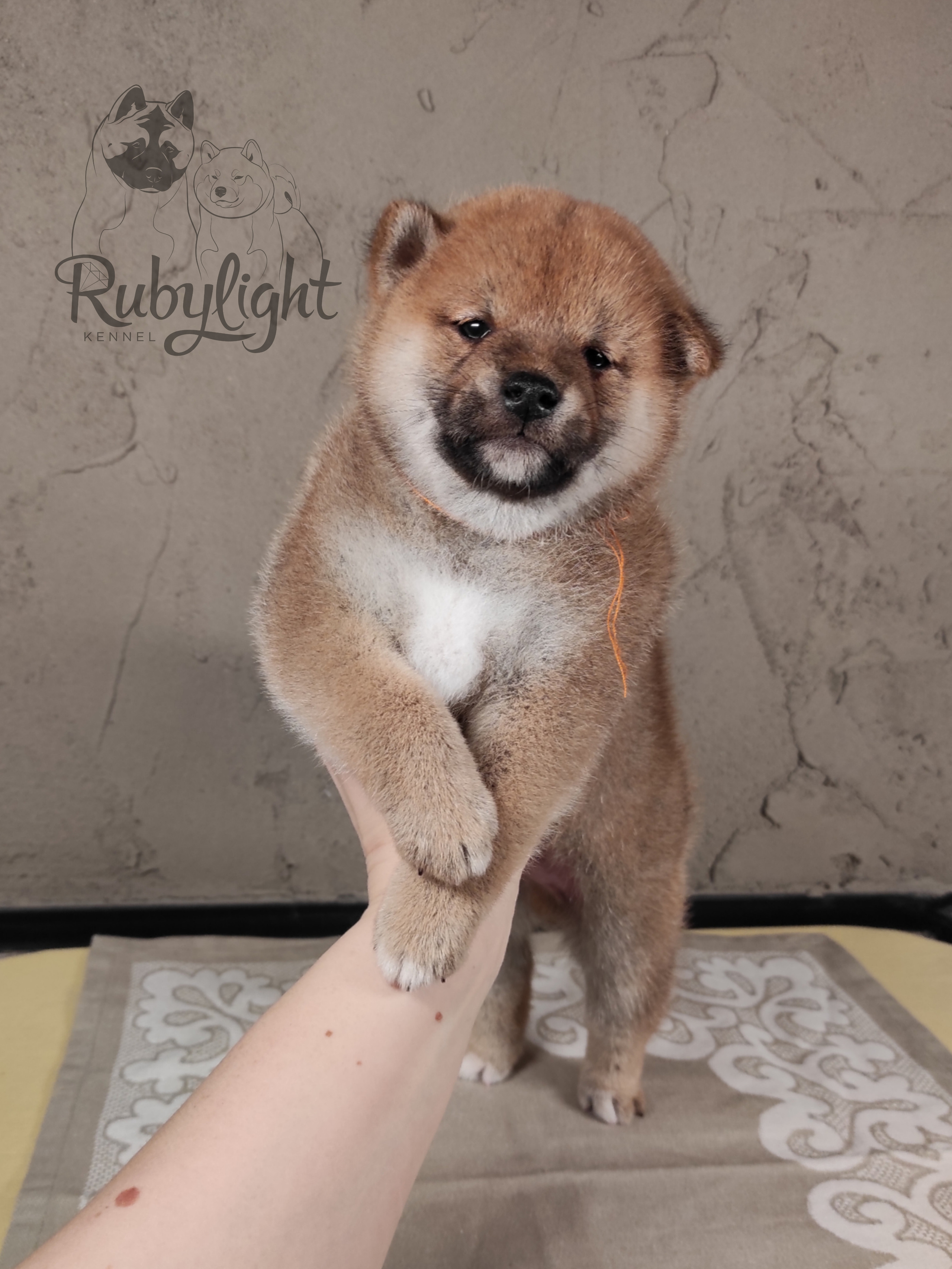 Rubylight Chester сиба питомник Рубилайт 