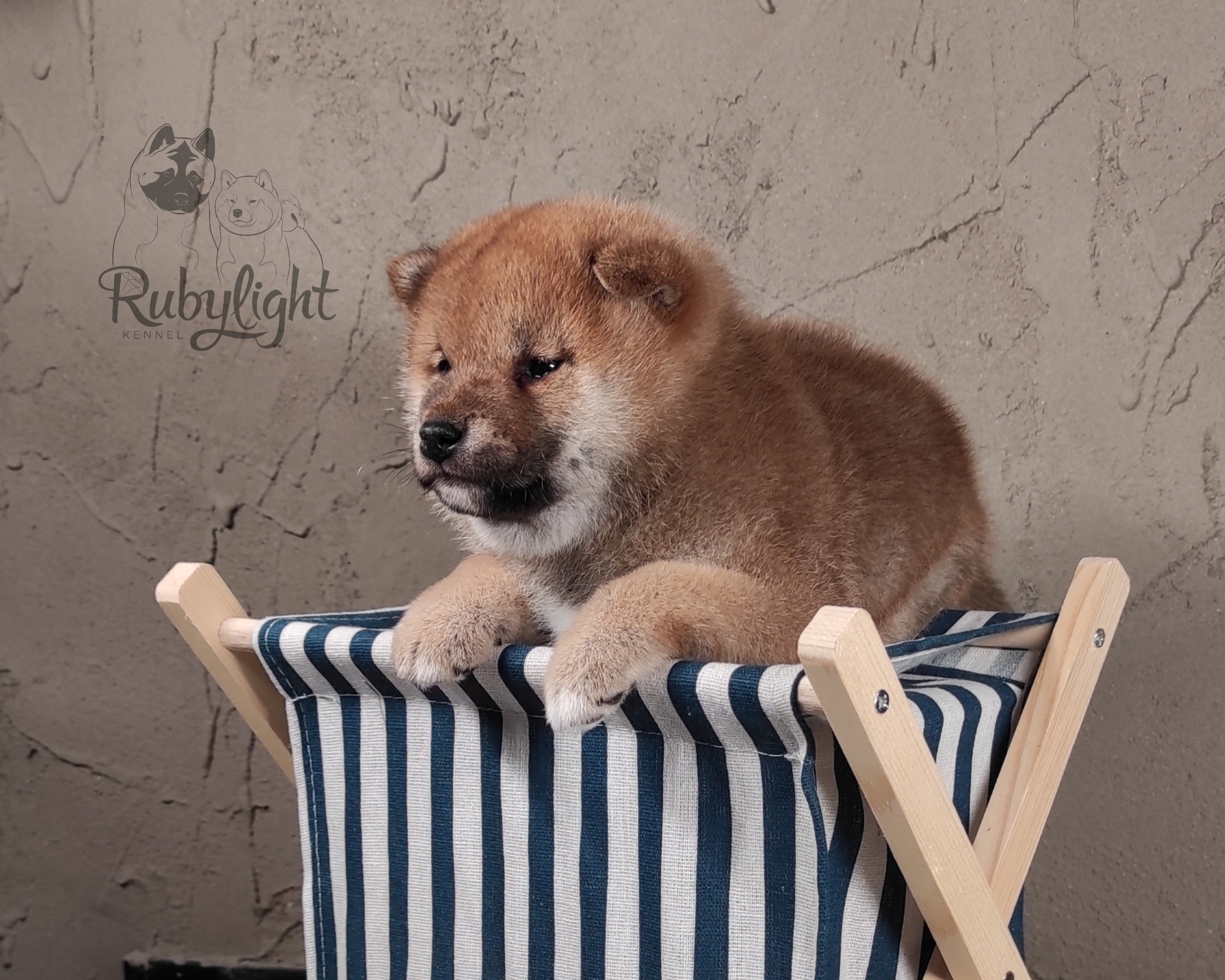 Rubylight Chester сиба питомник Рубилайт 