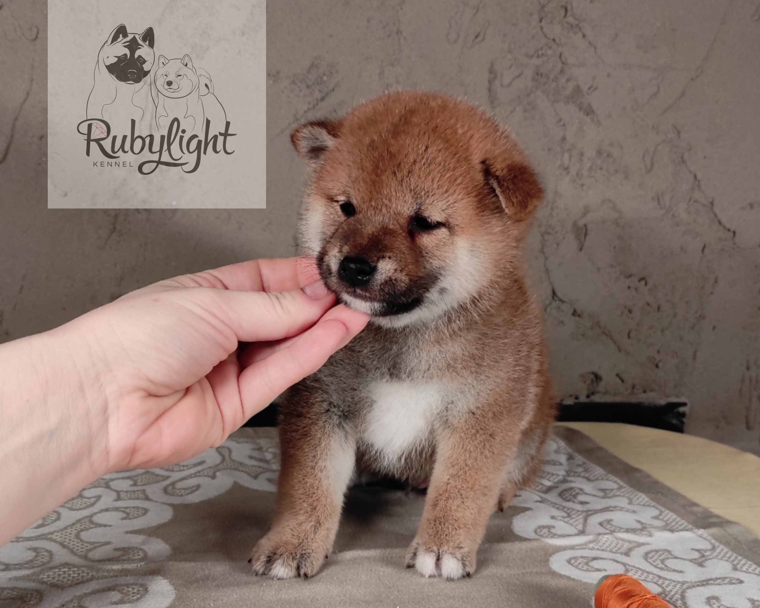 Rubylight Chester сиба питомник Рубилайт 