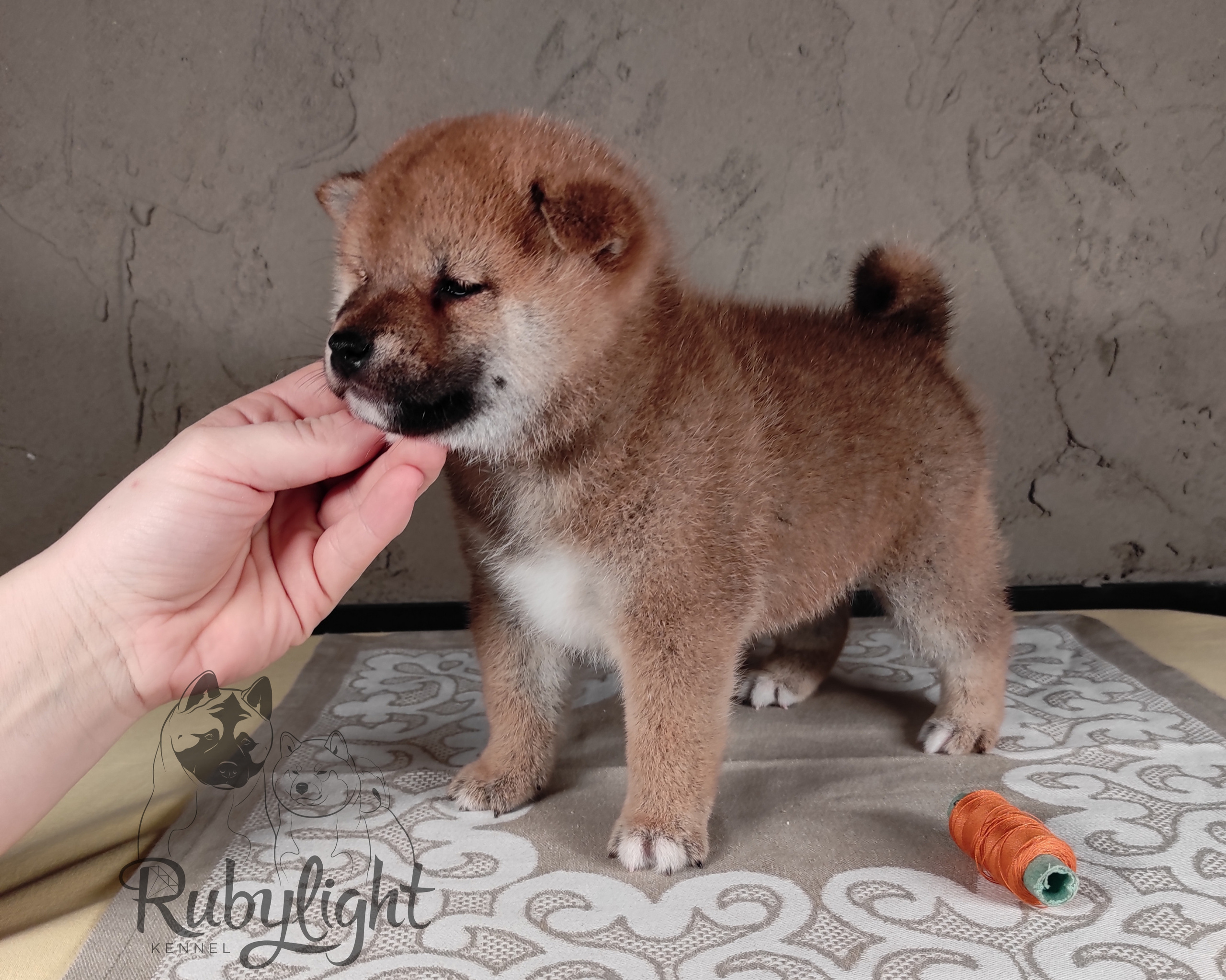 Rubylight Chester сиба питомник Рубилайт 