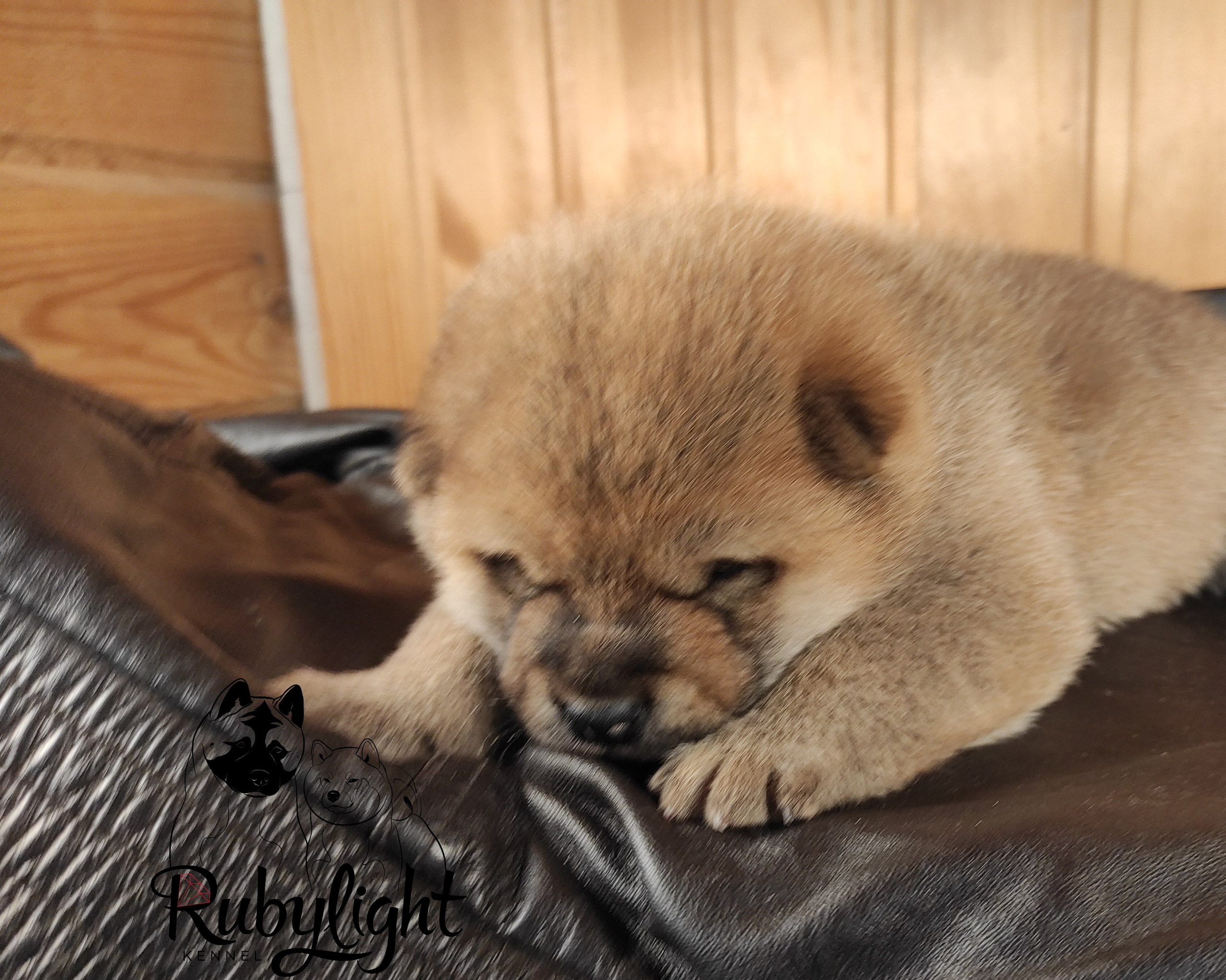 RUBYLIGHT TIFFANY сиба питомник Рубилайт щенки на продажу rubylight  сиба щенки купить