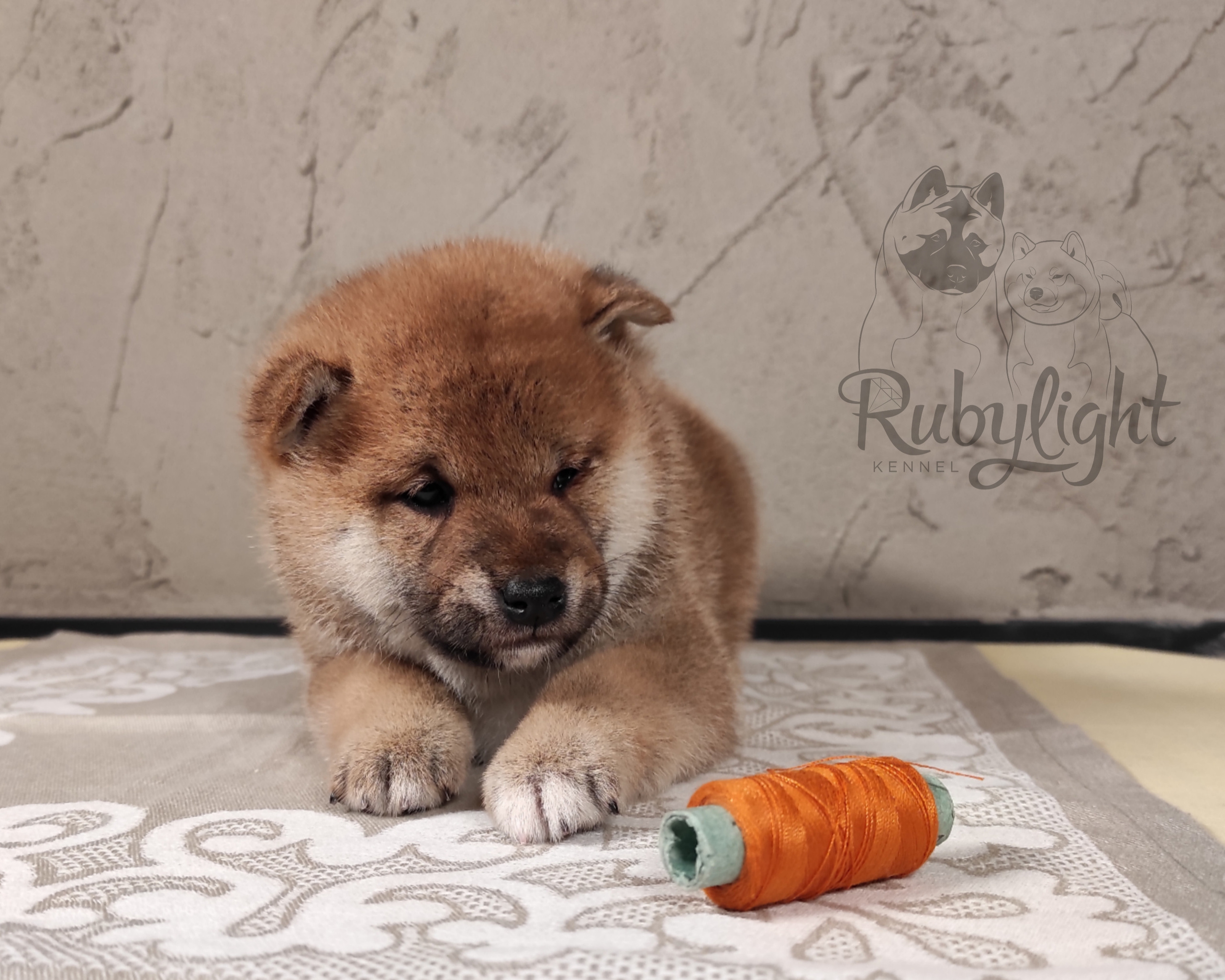 Rubylight Chester сиба питомник Рубилайт 