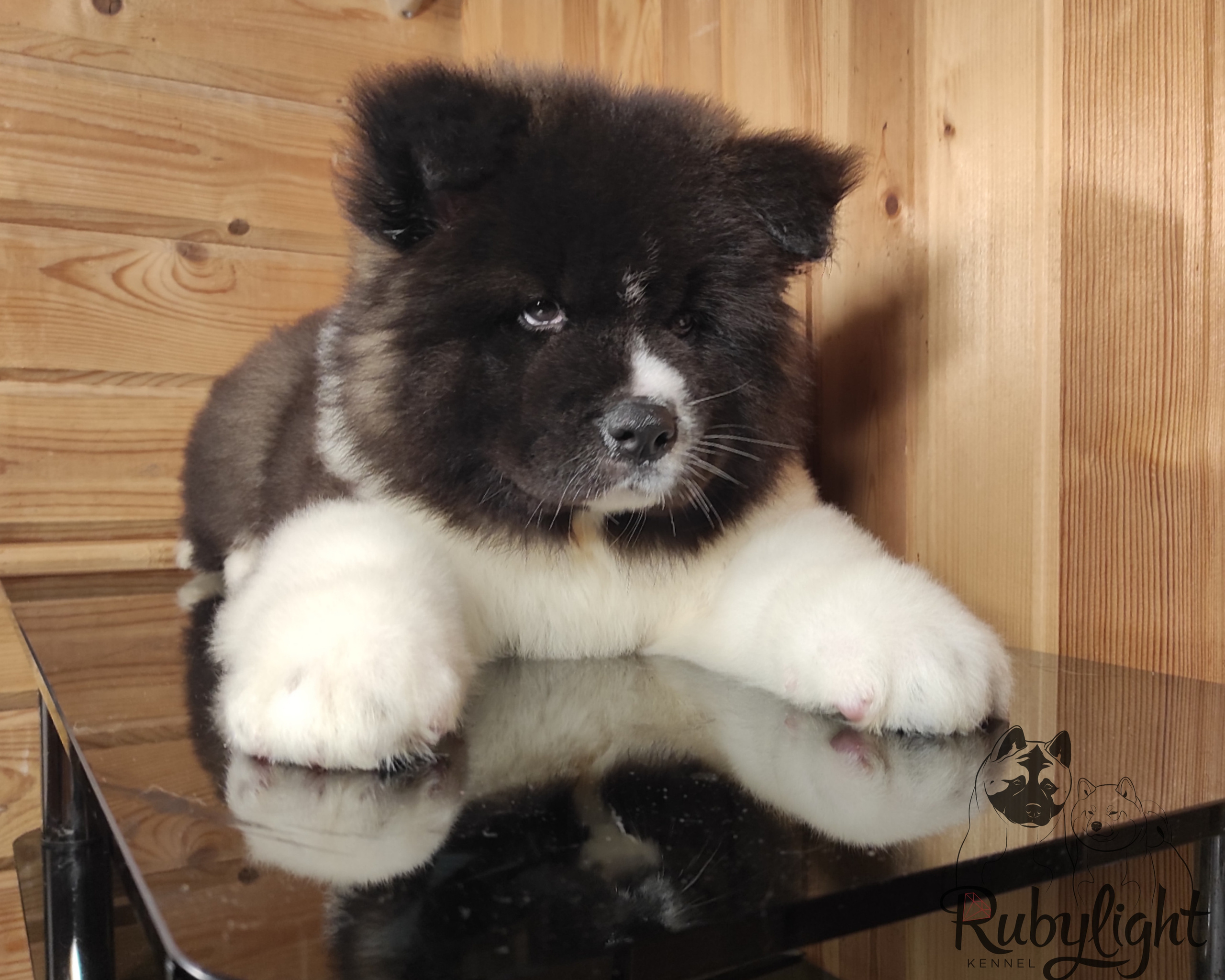 Rubylight Strong-willed * Прохор Длинношерстная американская акита 