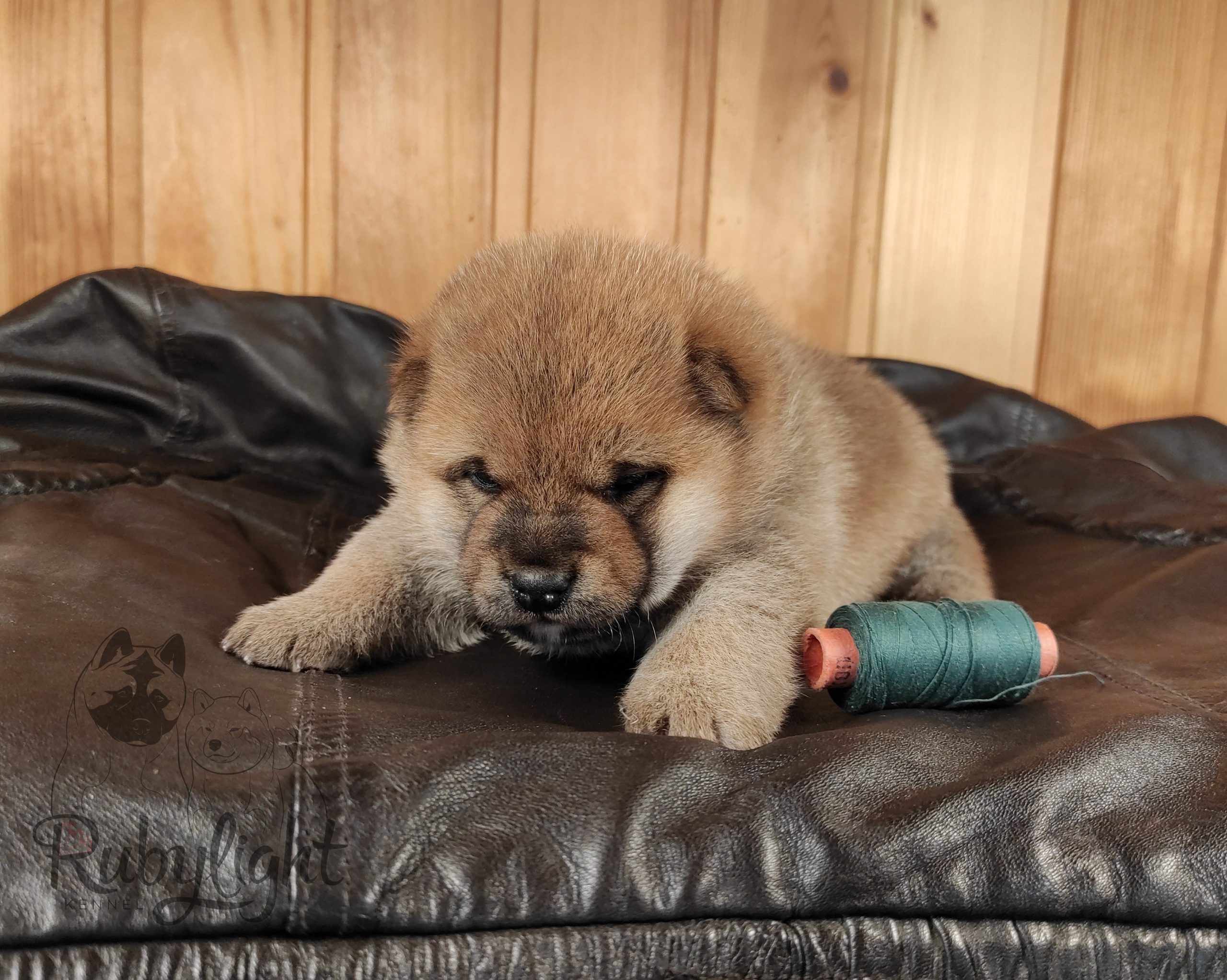 Сиба RUBYLIGHT Taddeus питомник Рубилайт 