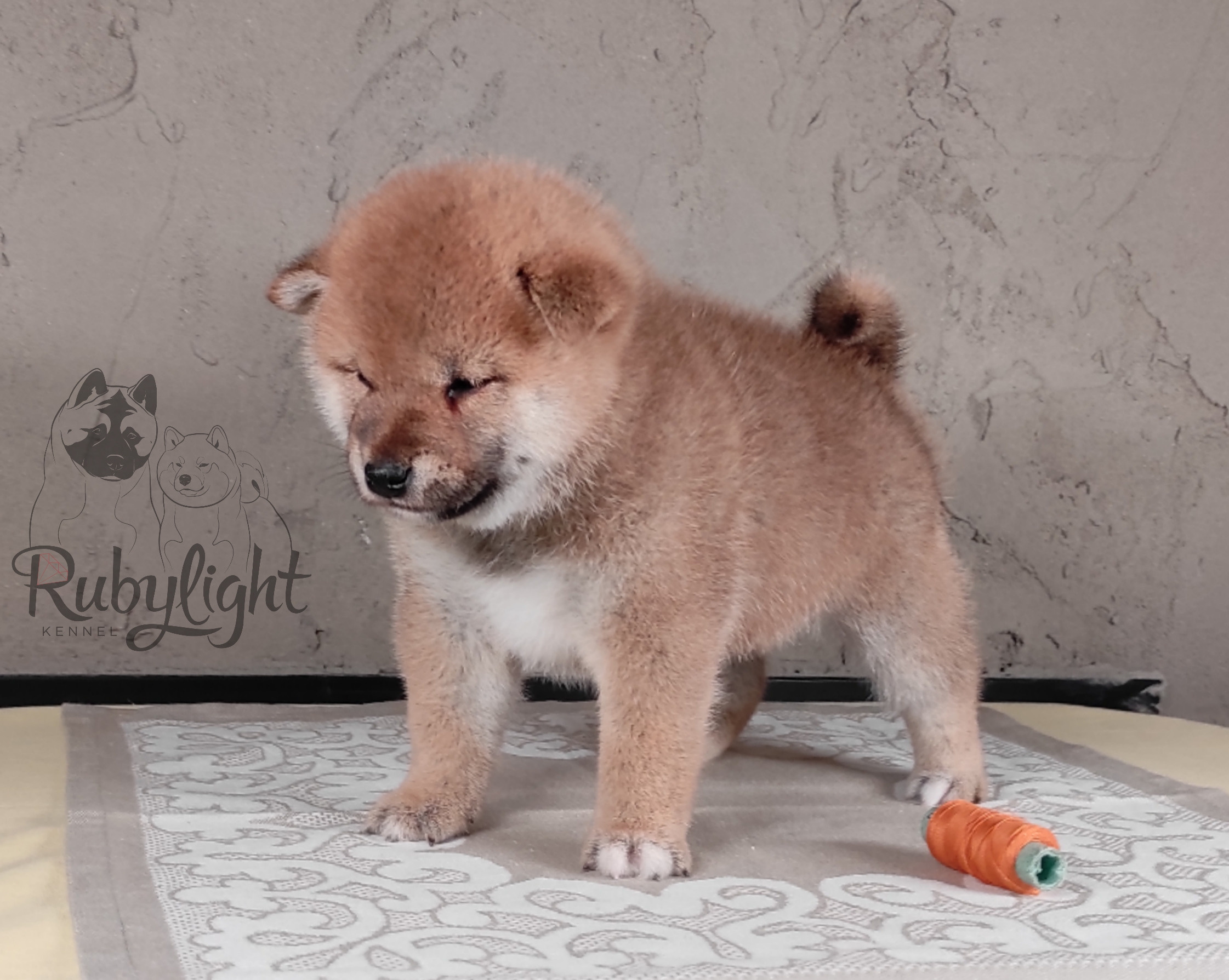 Rubylight Chester сиба питомник Рубилайт 