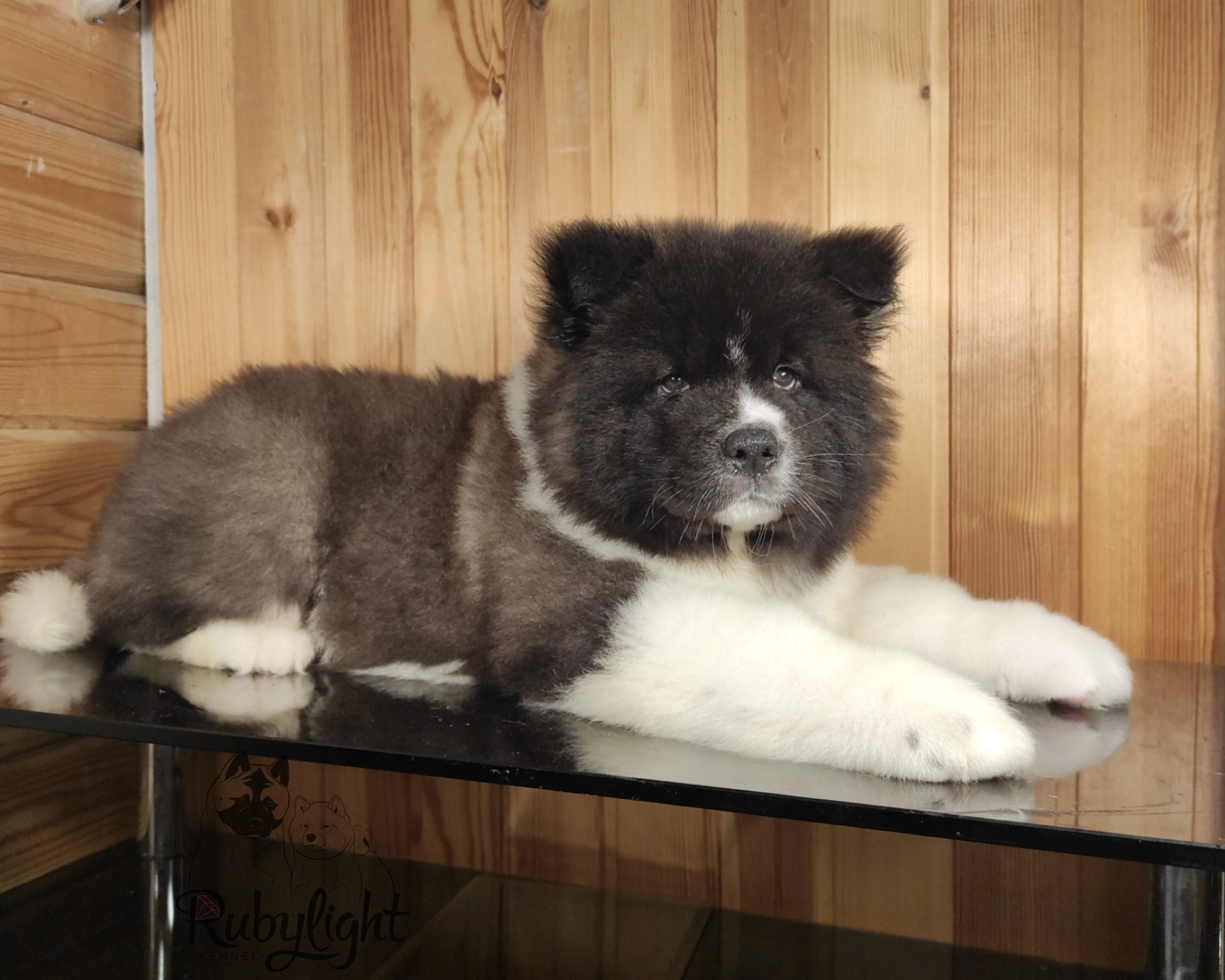 Rubylight Strong-willed * Прохор Длинношерстная американская акита 