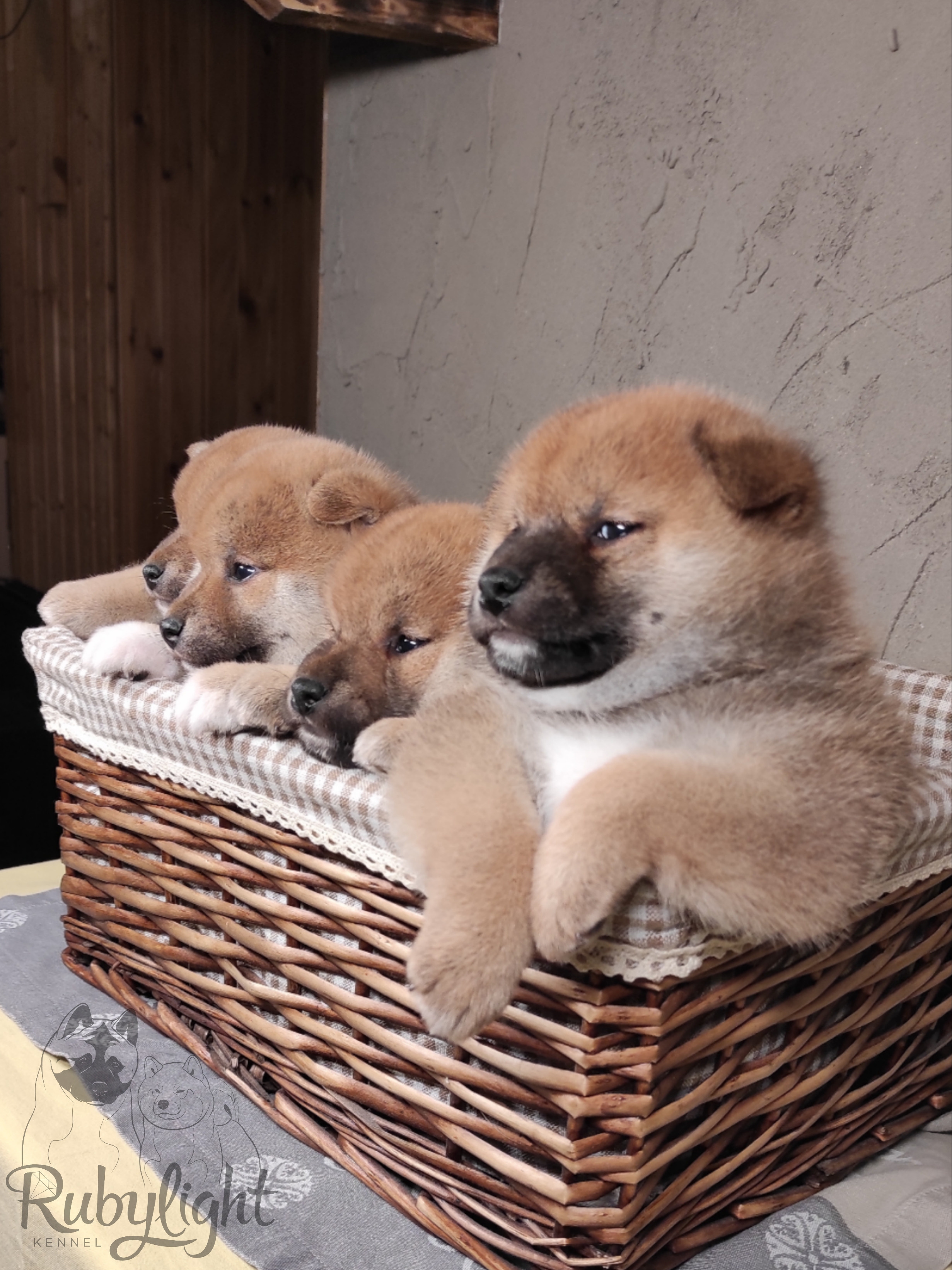 Помет Ch от 07.01.2023 сиба питомник Рубилайт щенки на продажу rubylight 