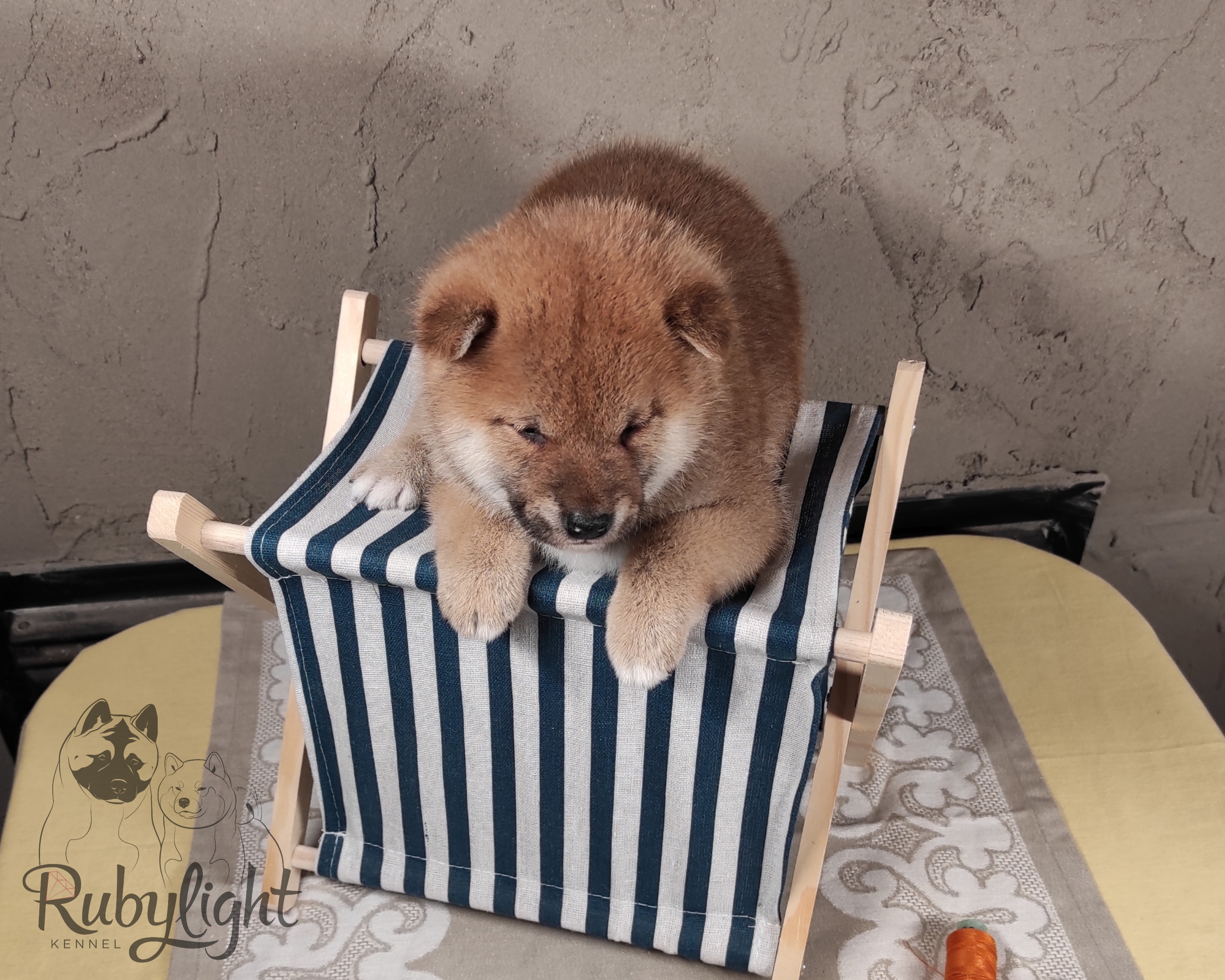 Rubylight Chester сиба питомник Рубилайт 