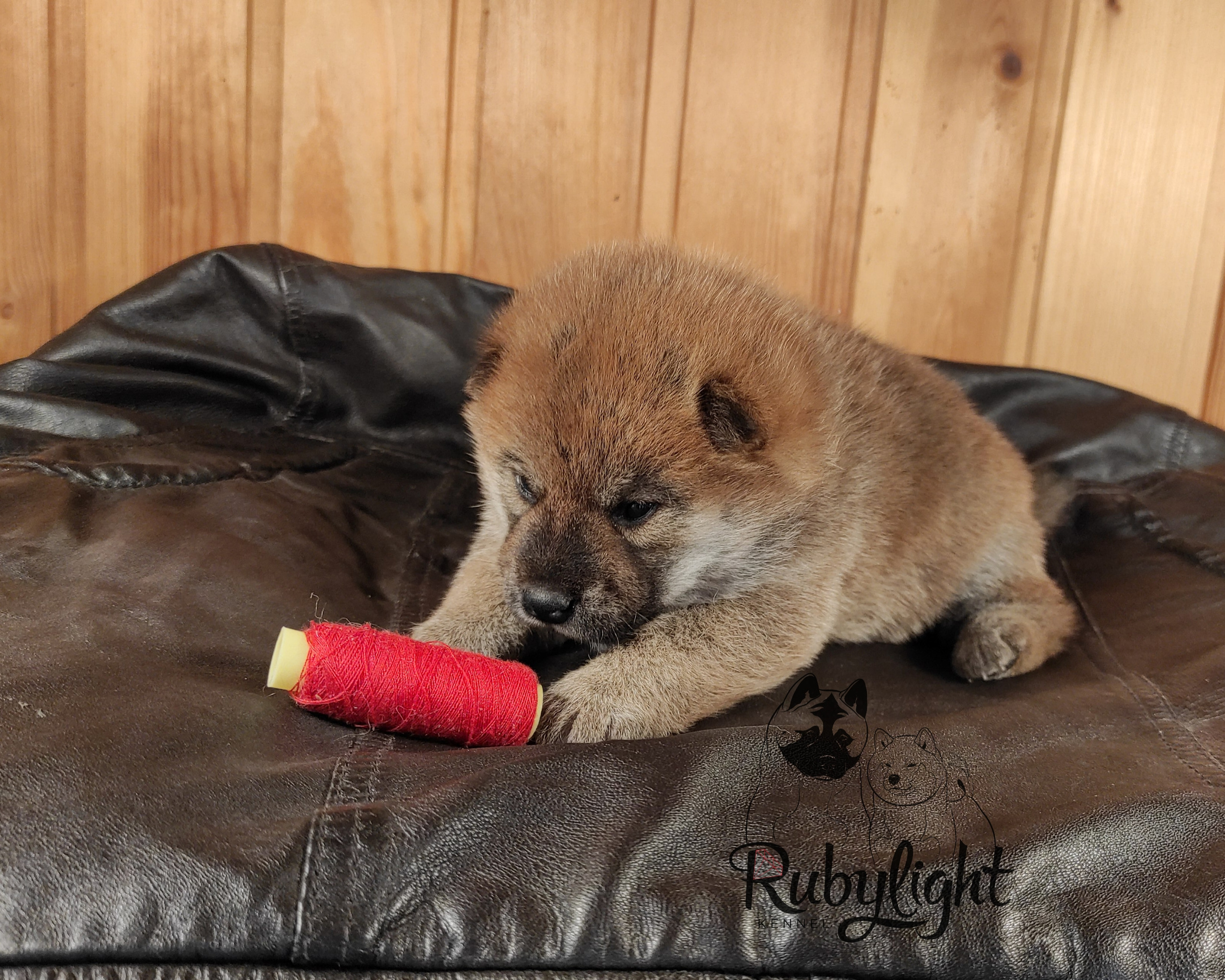 RUBYLIGHT TIFFANY сиба питомник Рубилайт щенки на продажу rubylight  сиба щенки купить