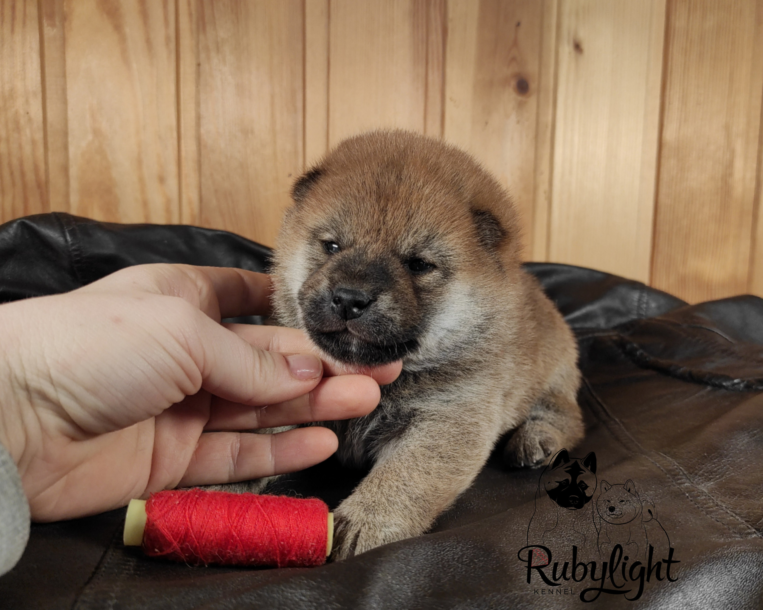 RUBYLIGHT TIFFANY сиба питомник Рубилайт щенки на продажу rubylight  сиба щенки купить