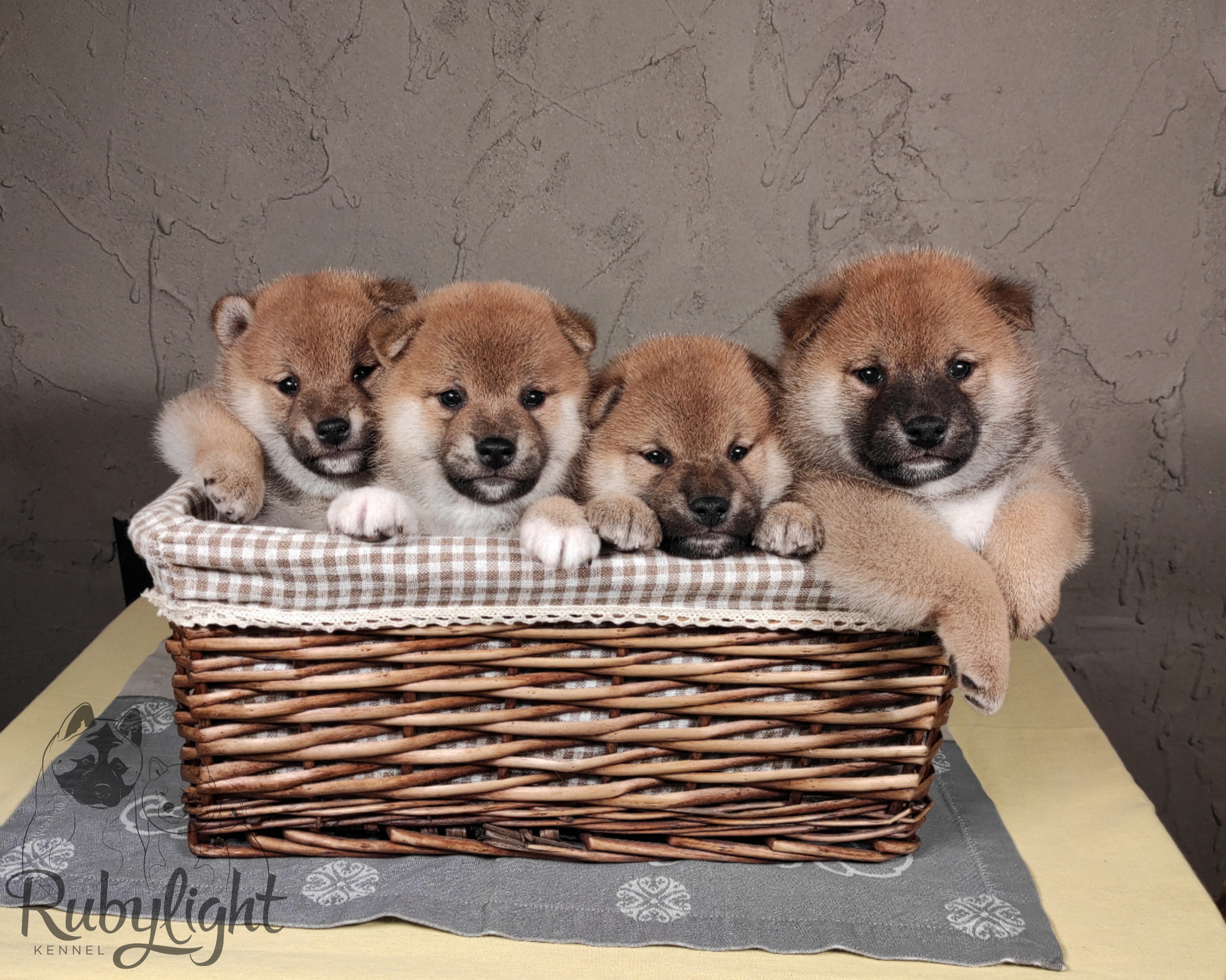 Помет Ch от 07.01.2023 сиба питомник Рубилайт щенки на продажу rubylight 