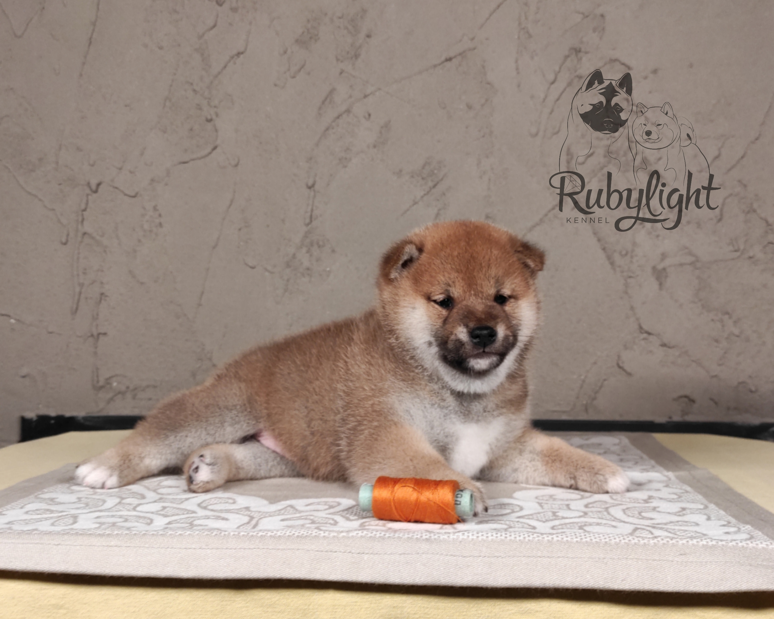 Rubylight Chester сиба питомник Рубилайт 