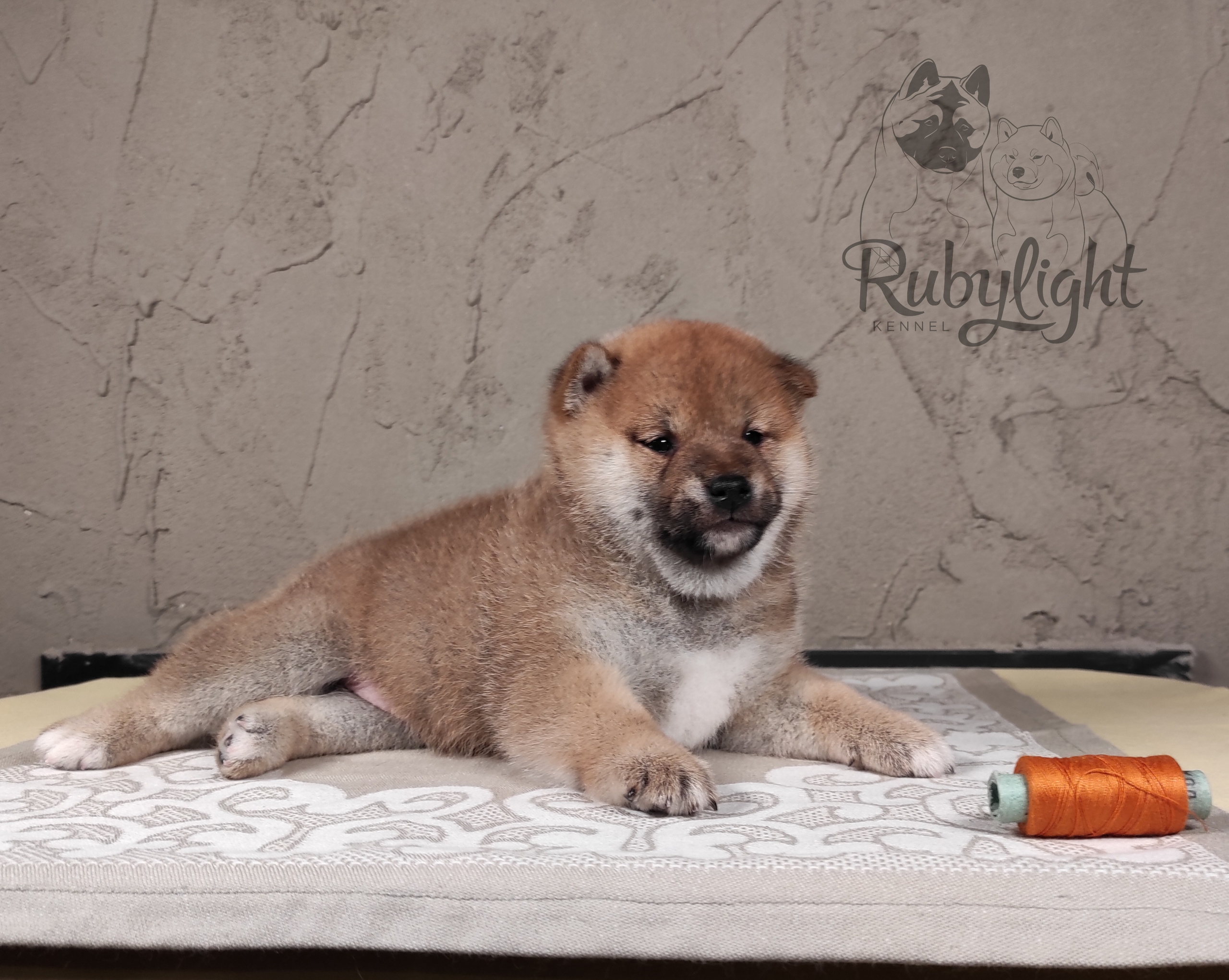 Rubylight Chester сиба питомник Рубилайт 