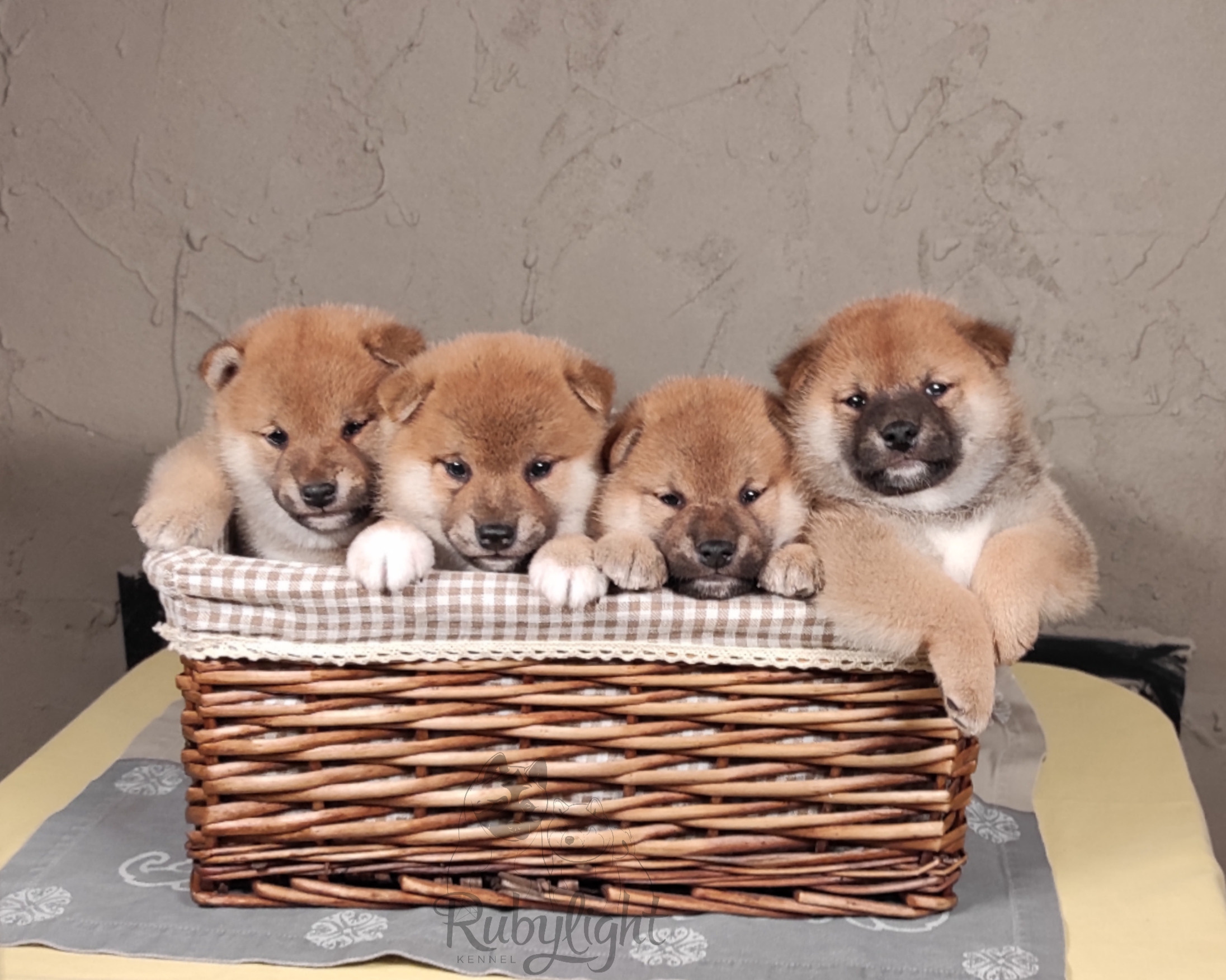 Помет Ch от 07.01.2023 сиба питомник Рубилайт щенки на продажу rubylight 