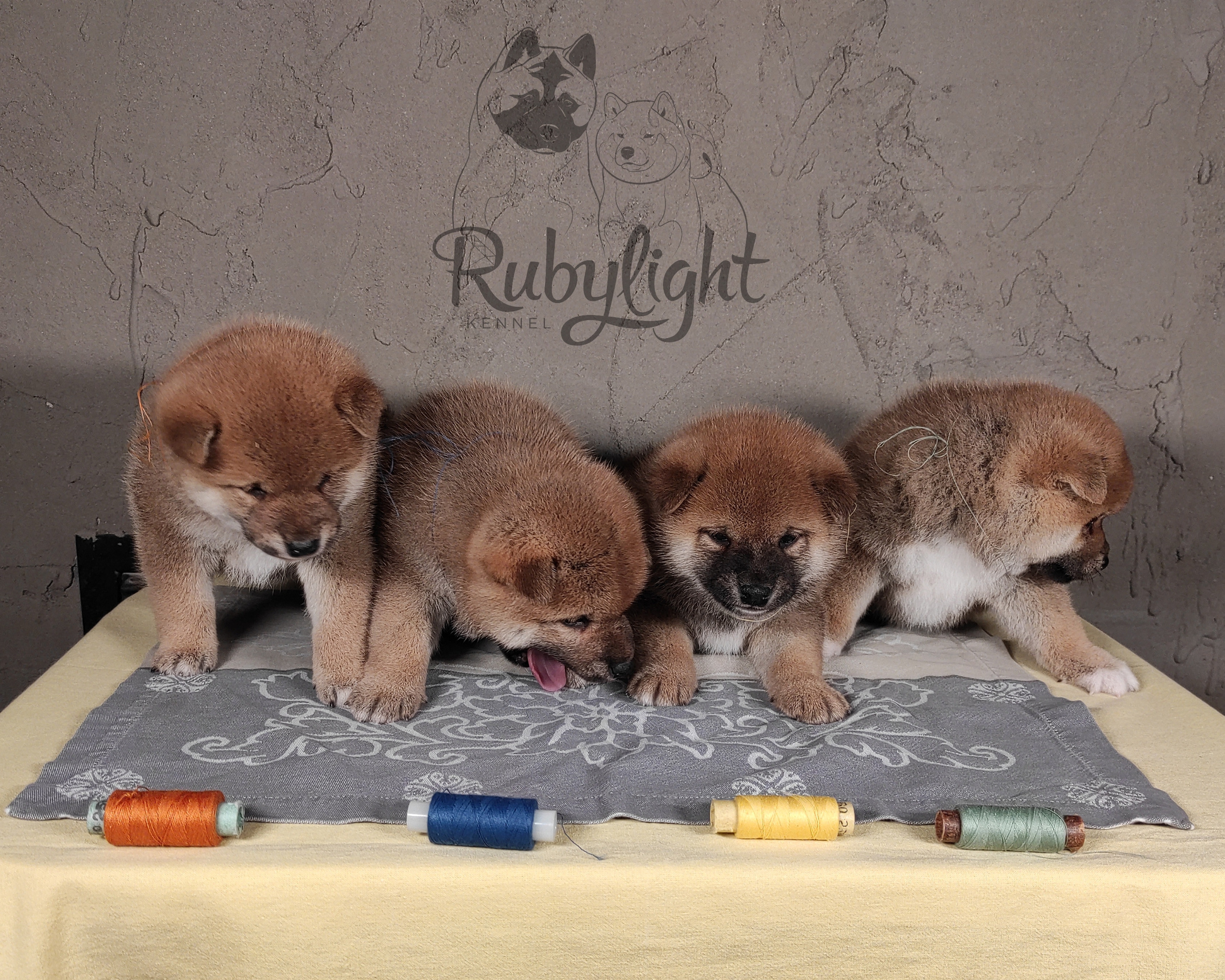 Помет Ch от 07.01.2023 сиба питомник Рубилайт щенки на продажу rubylight 