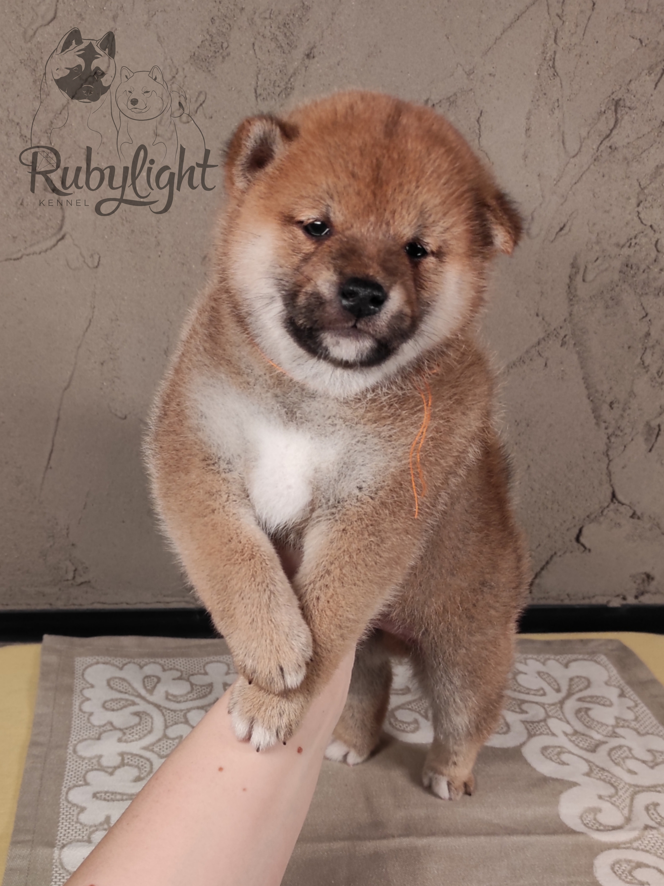 Rubylight Chester сиба питомник Рубилайт 