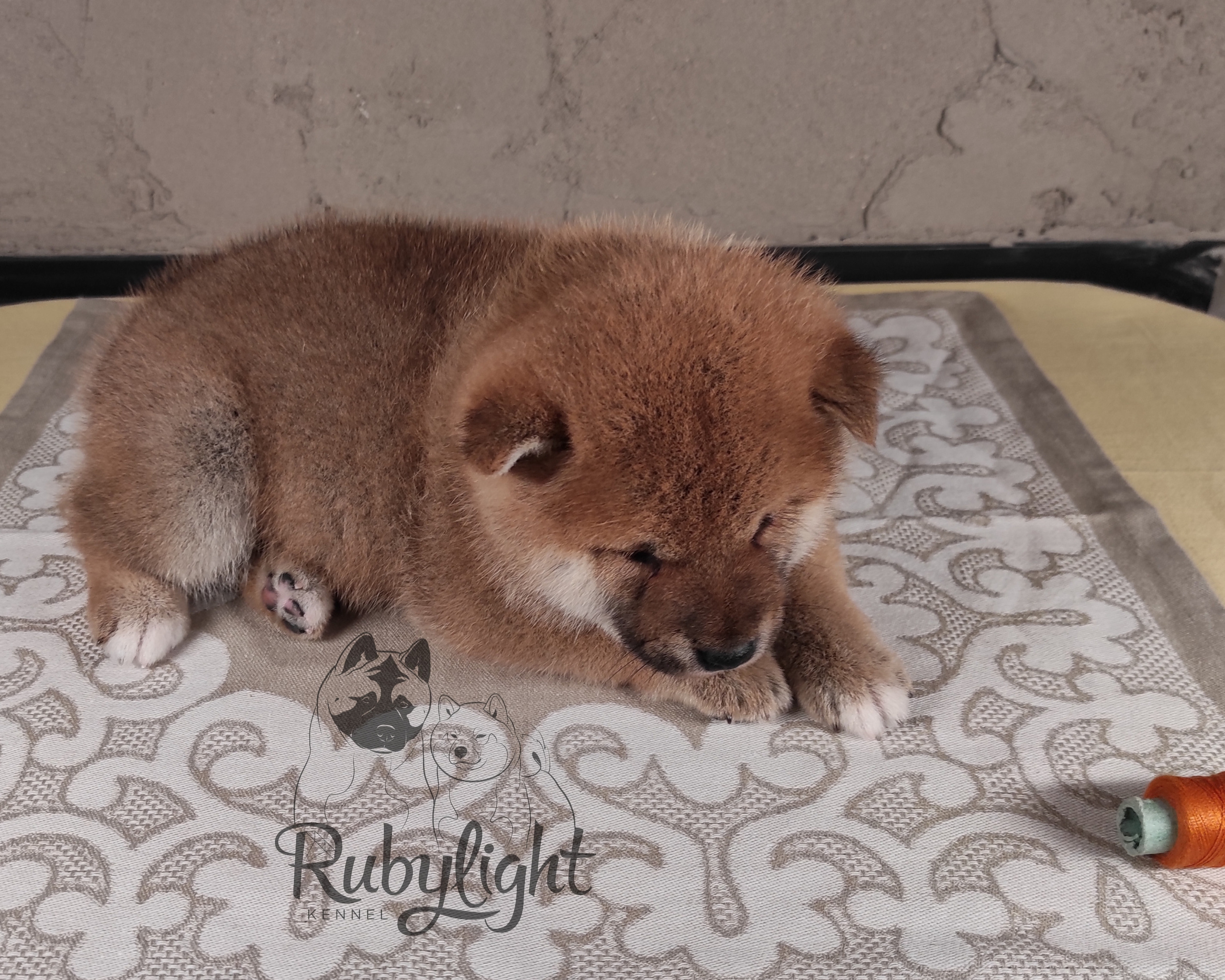 Rubylight Chester сиба питомник Рубилайт 