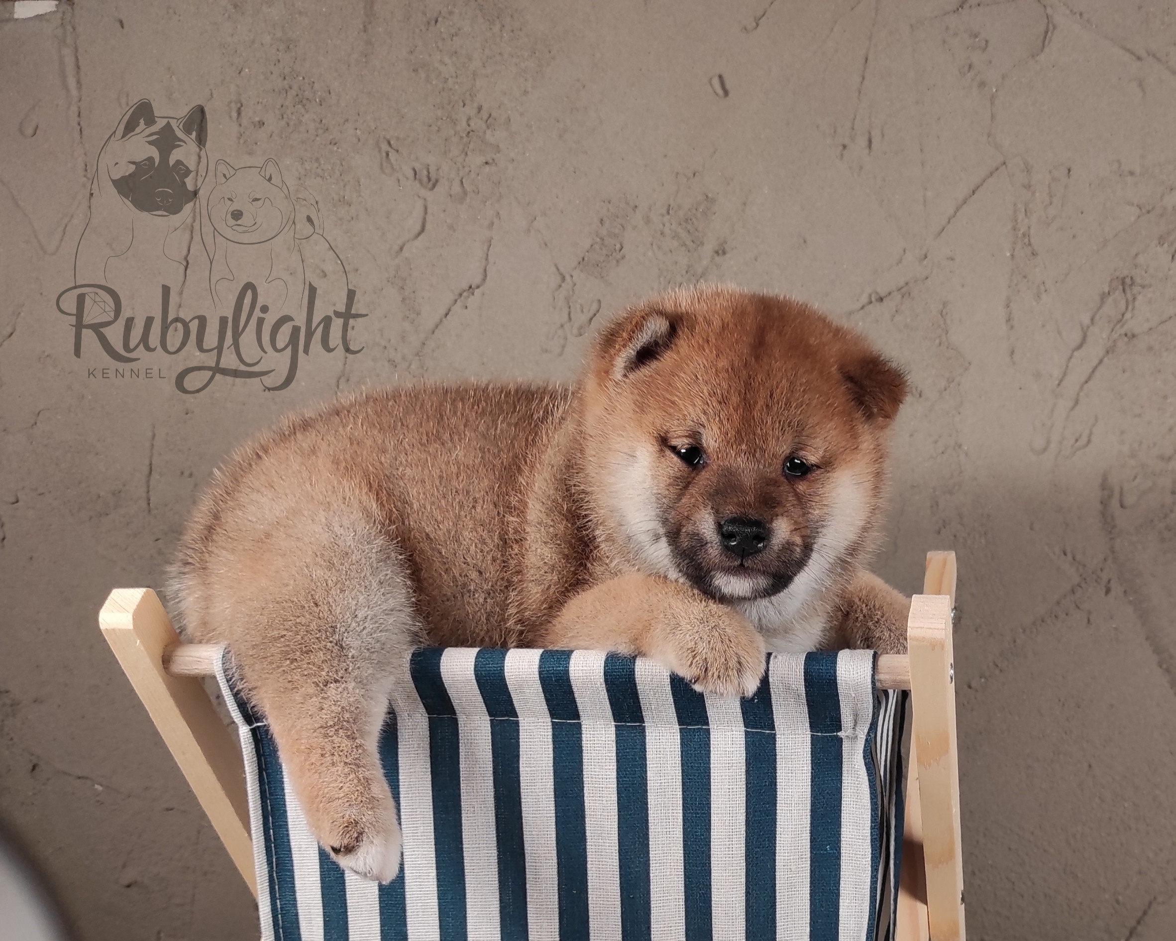 Rubylight Chester сиба питомник Рубилайт 