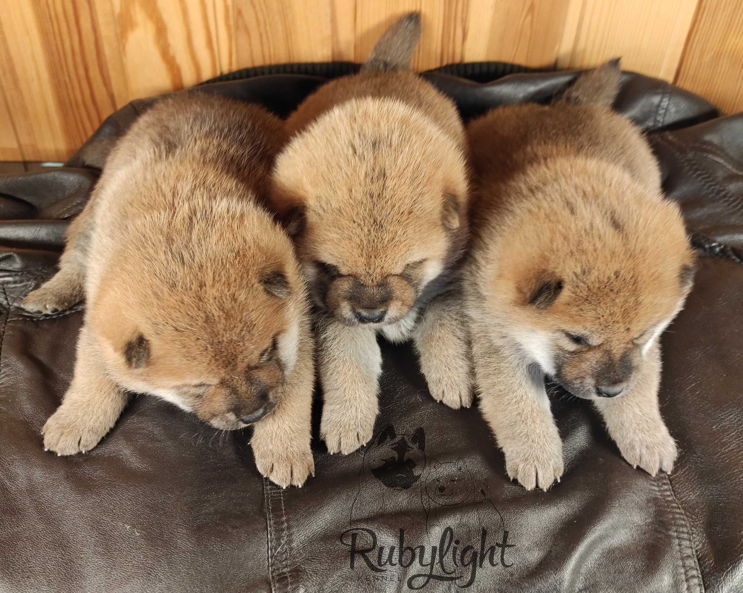 Сиба RUBYLIGHT Помет Т  Мэгги + Тор