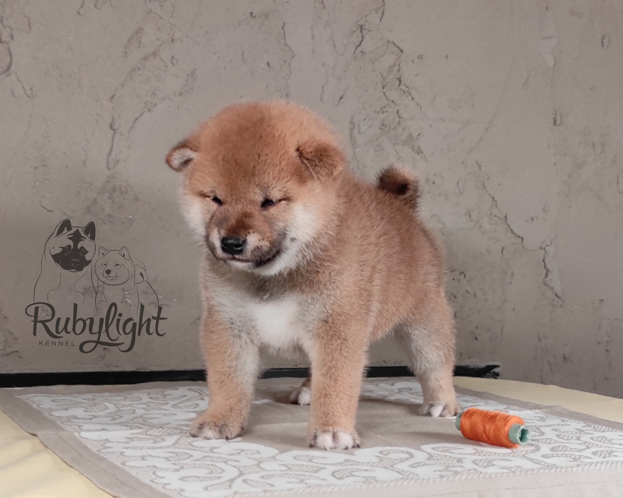 Rubylight Chester сиба питомник Рубилайт 