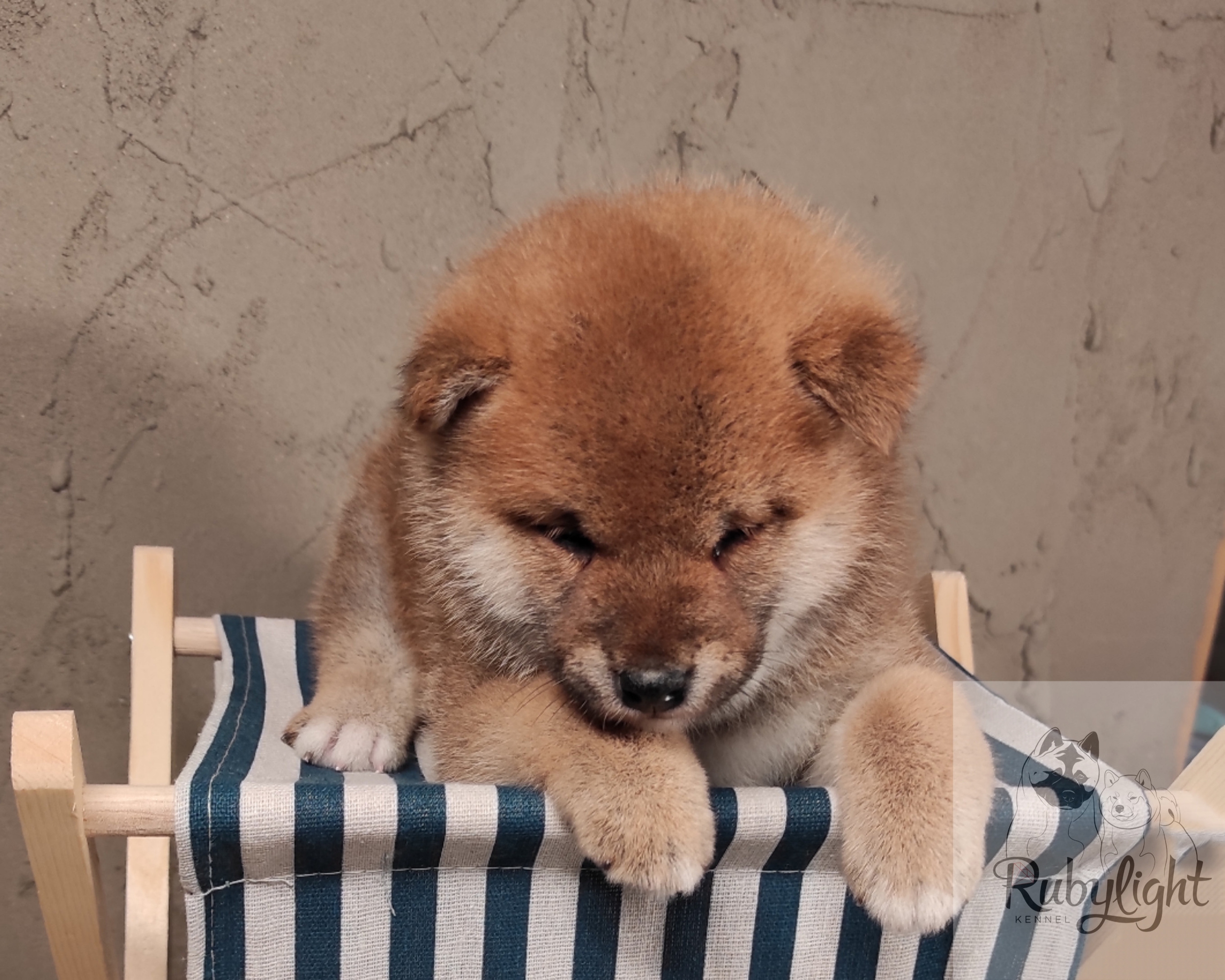 Rubylight Chester сиба питомник Рубилайт 