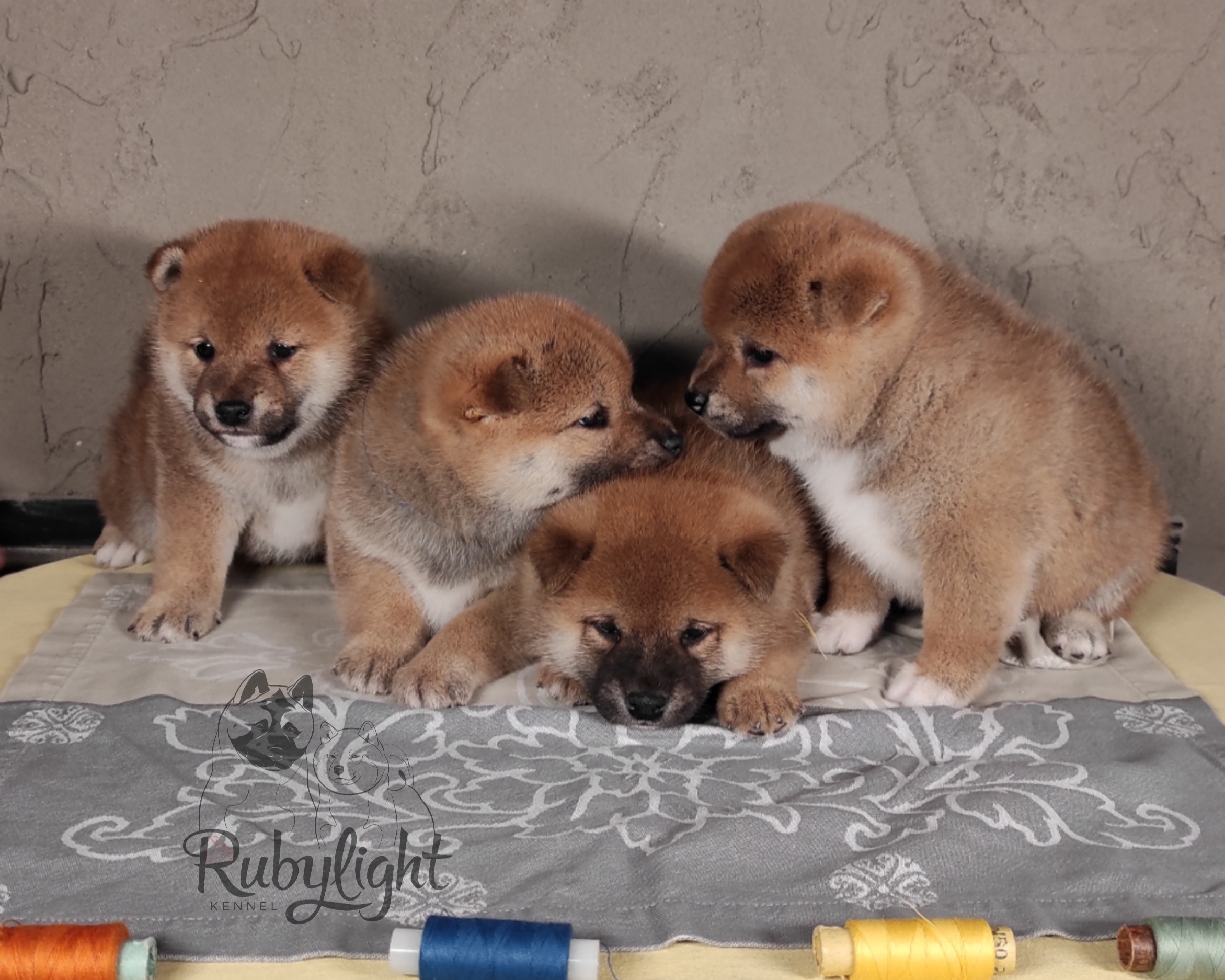 Помет Ch от 07.01.2023 сиба питомник Рубилайт щенки на продажу rubylight 
