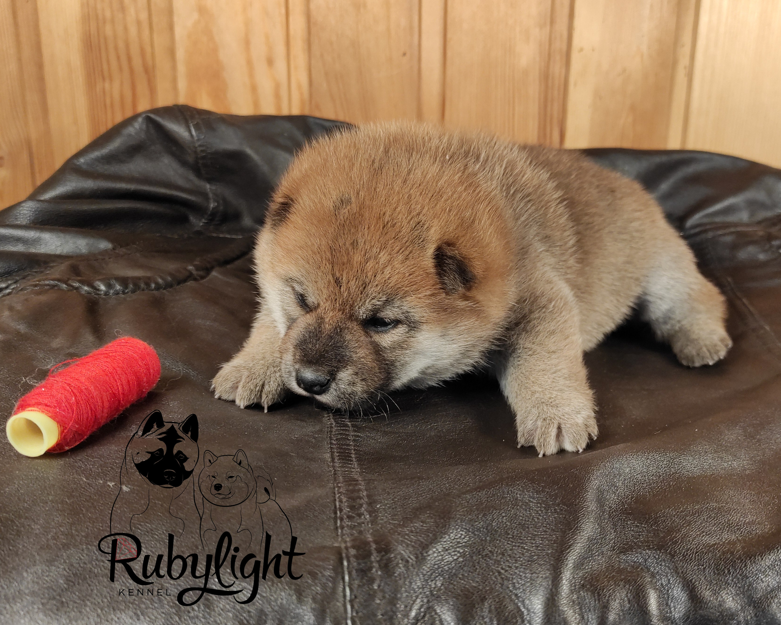 RUBYLIGHT TIFFANY сиба питомник Рубилайт щенки на продажу rubylight  сиба щенки купить