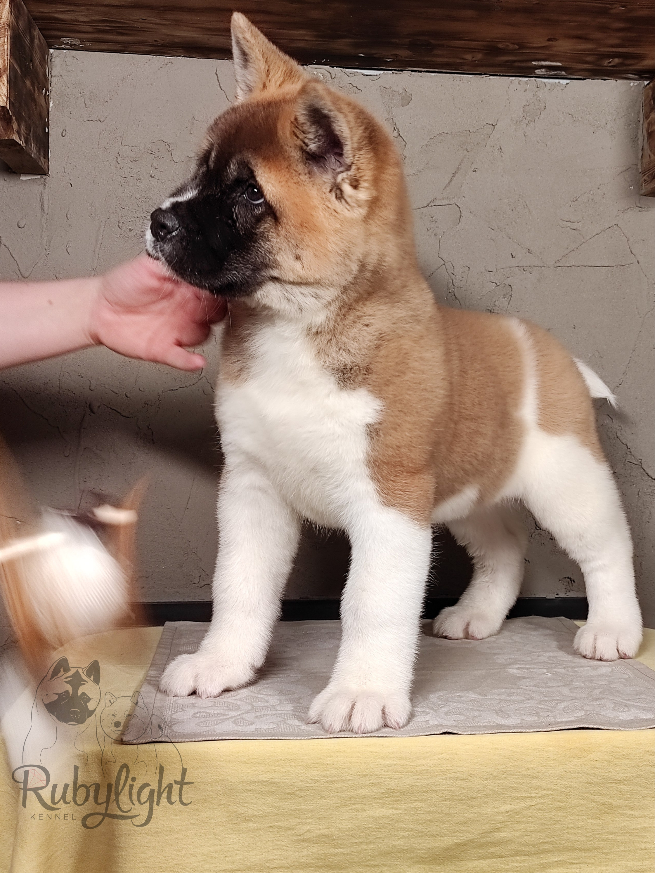 щенки Акита американская купить санкт-петербург питомник RUBYLIGHT BIYA & Dilinze's Hause Orion