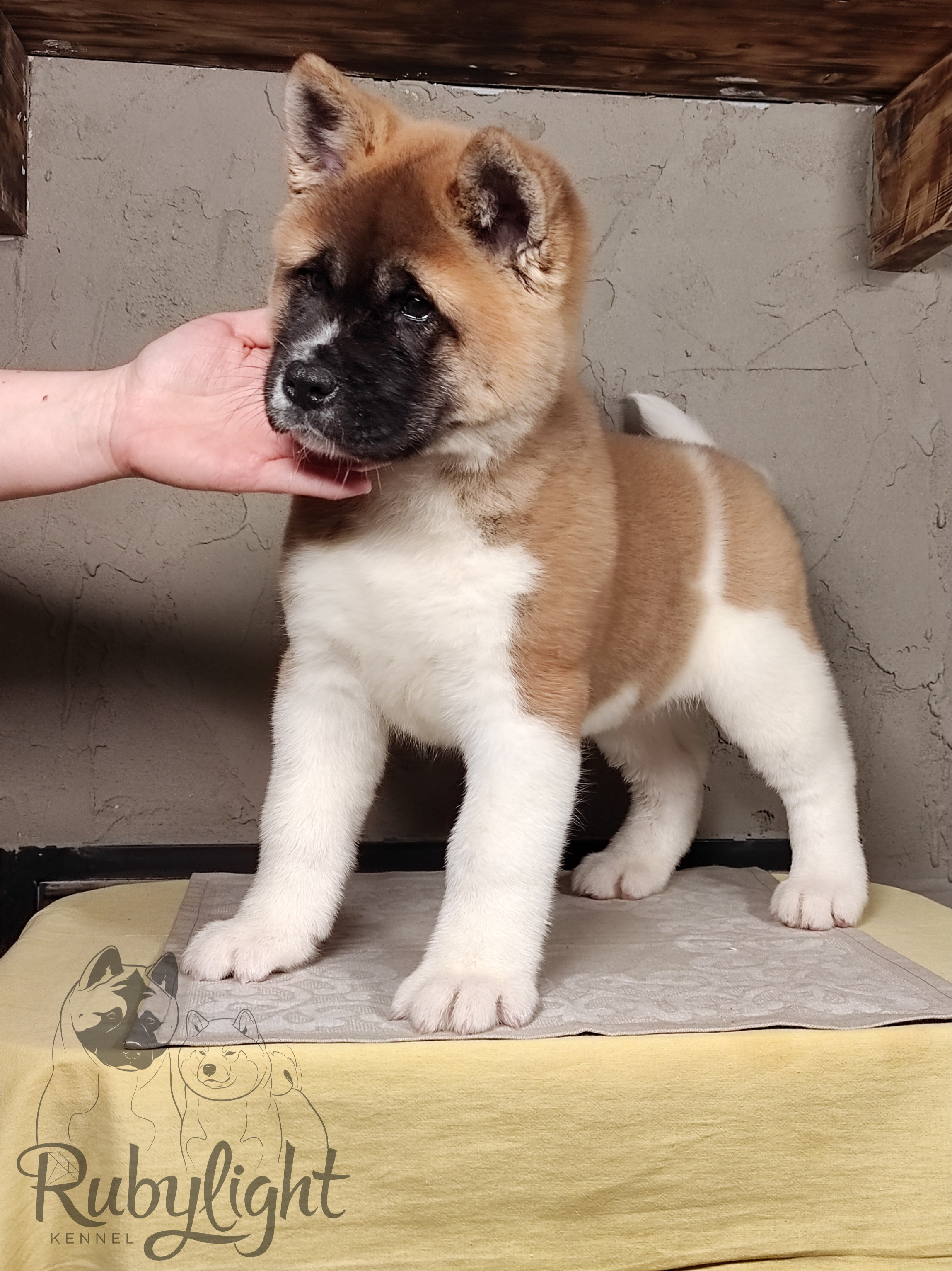 щенки Акита американская купить санкт-петербург питомник RUBYLIGHT BIYA & Dilinze's Hause Orion