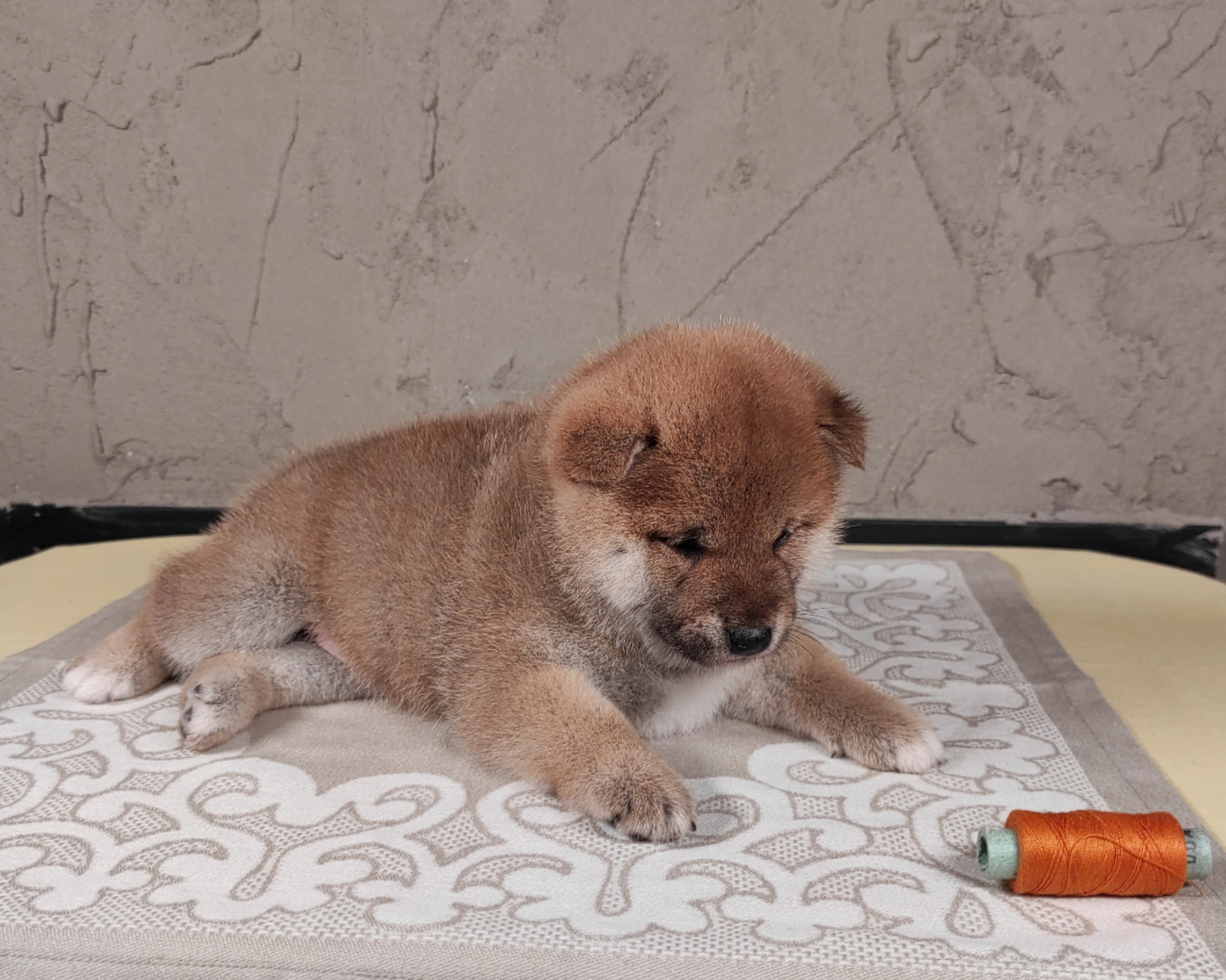 Rubylight Chester сиба питомник Рубилайт 