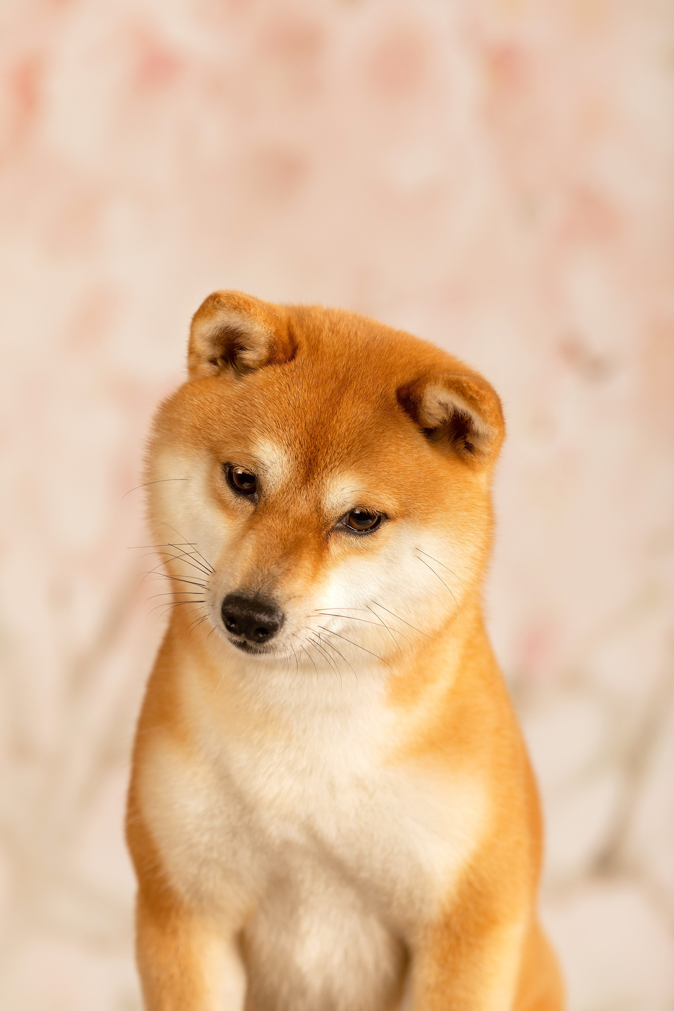 Собаки. Конный фотограф Валынкина Лера