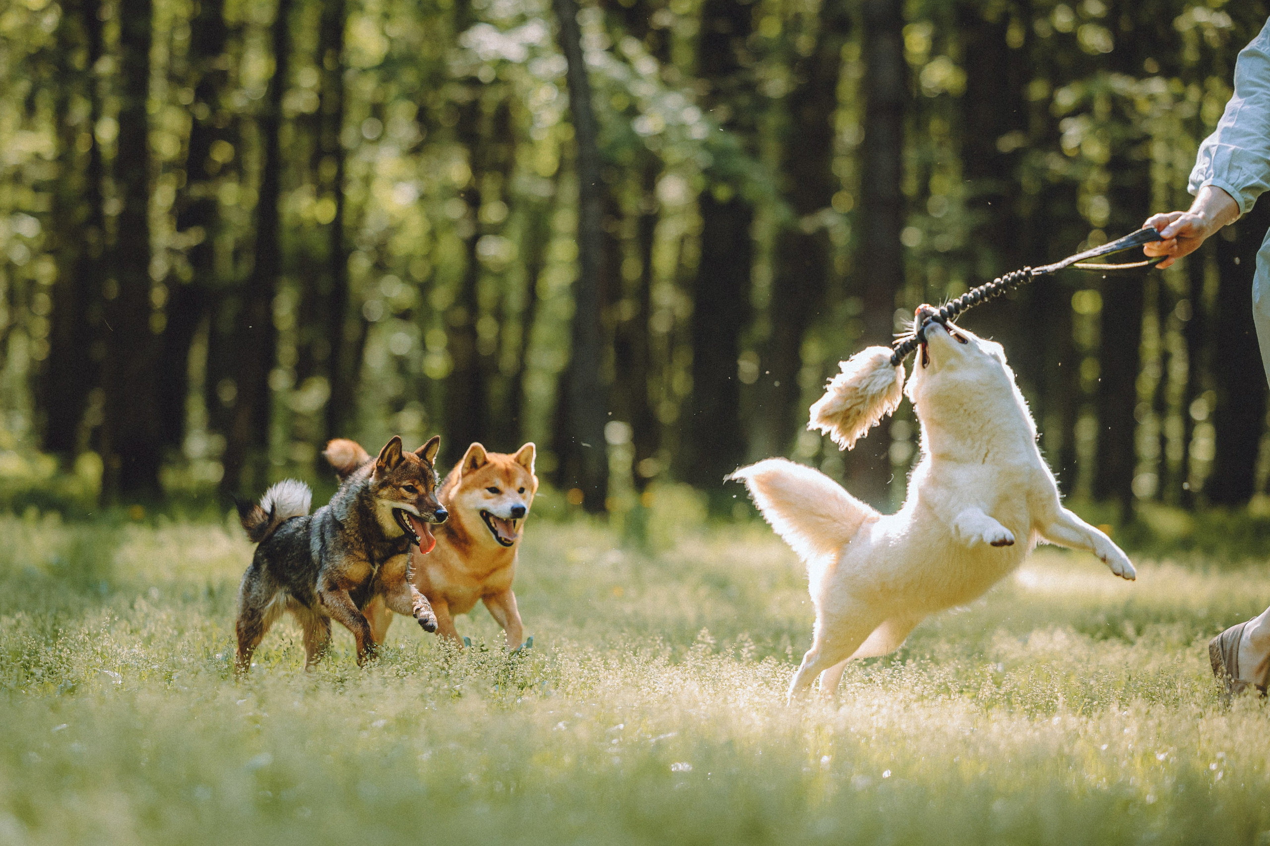 Шед, Цири, Чиби, Цера и их семья